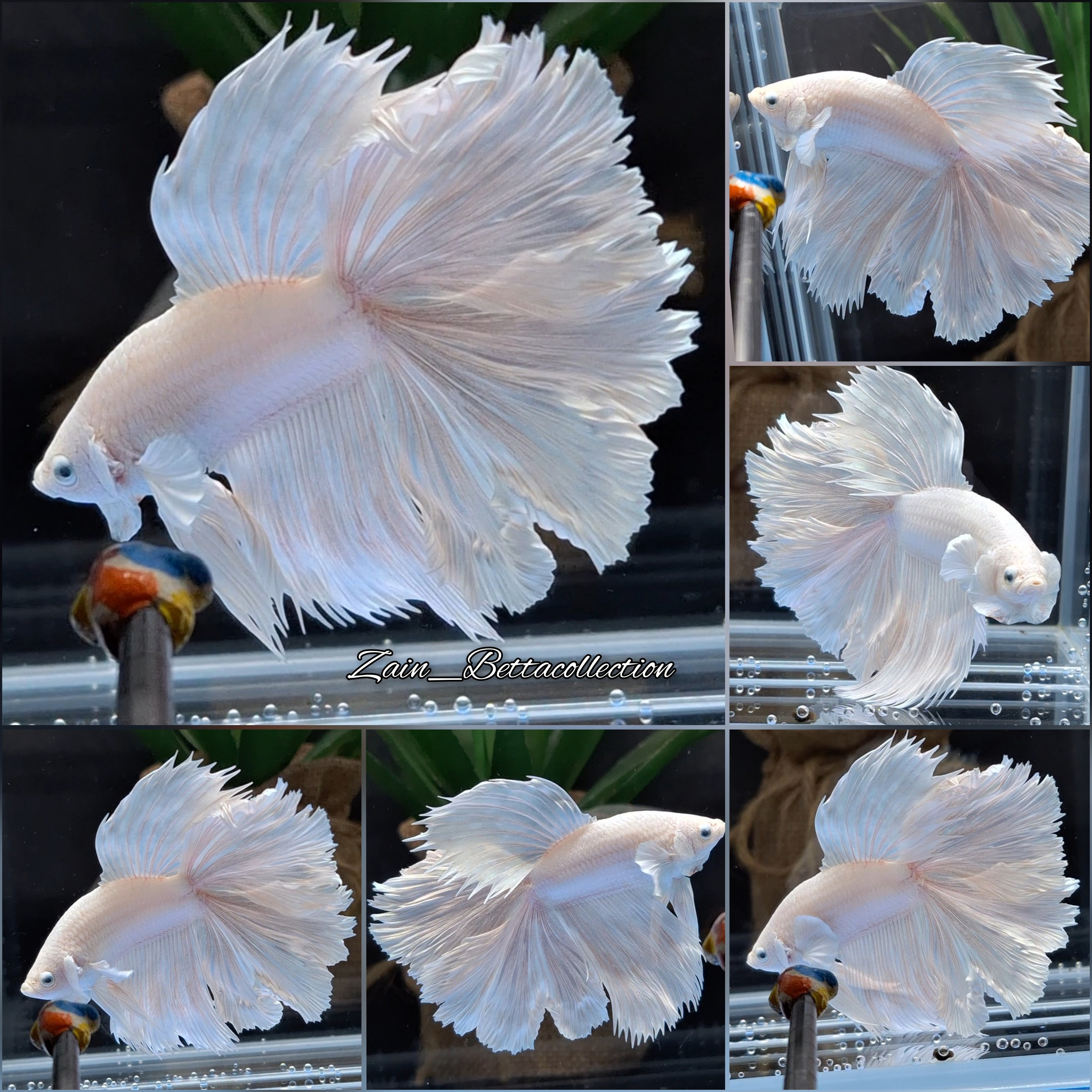 Double Tail Halfmoon Rosetail White Platimum Betta Fish Male