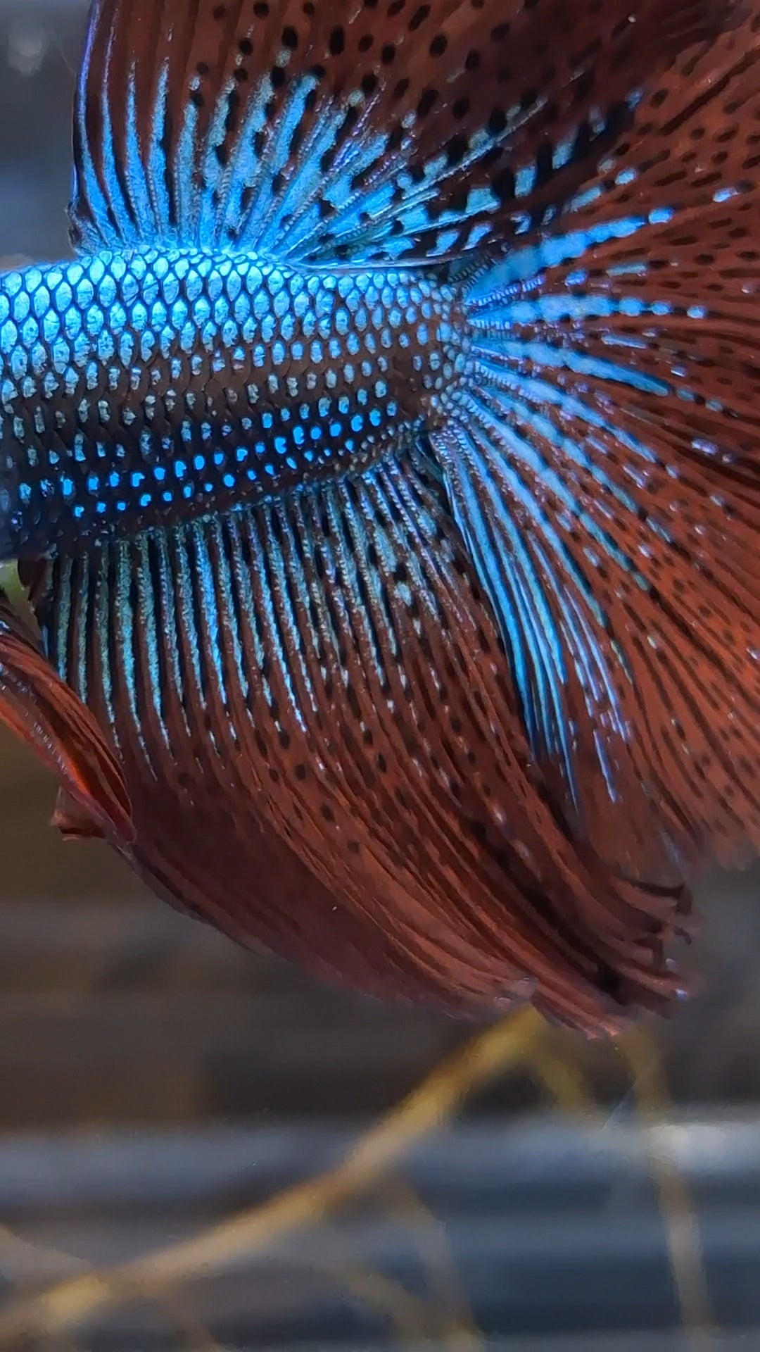 Premium Over Halfmoon Rare Alien Green Wild Betta Fish Male Large Size