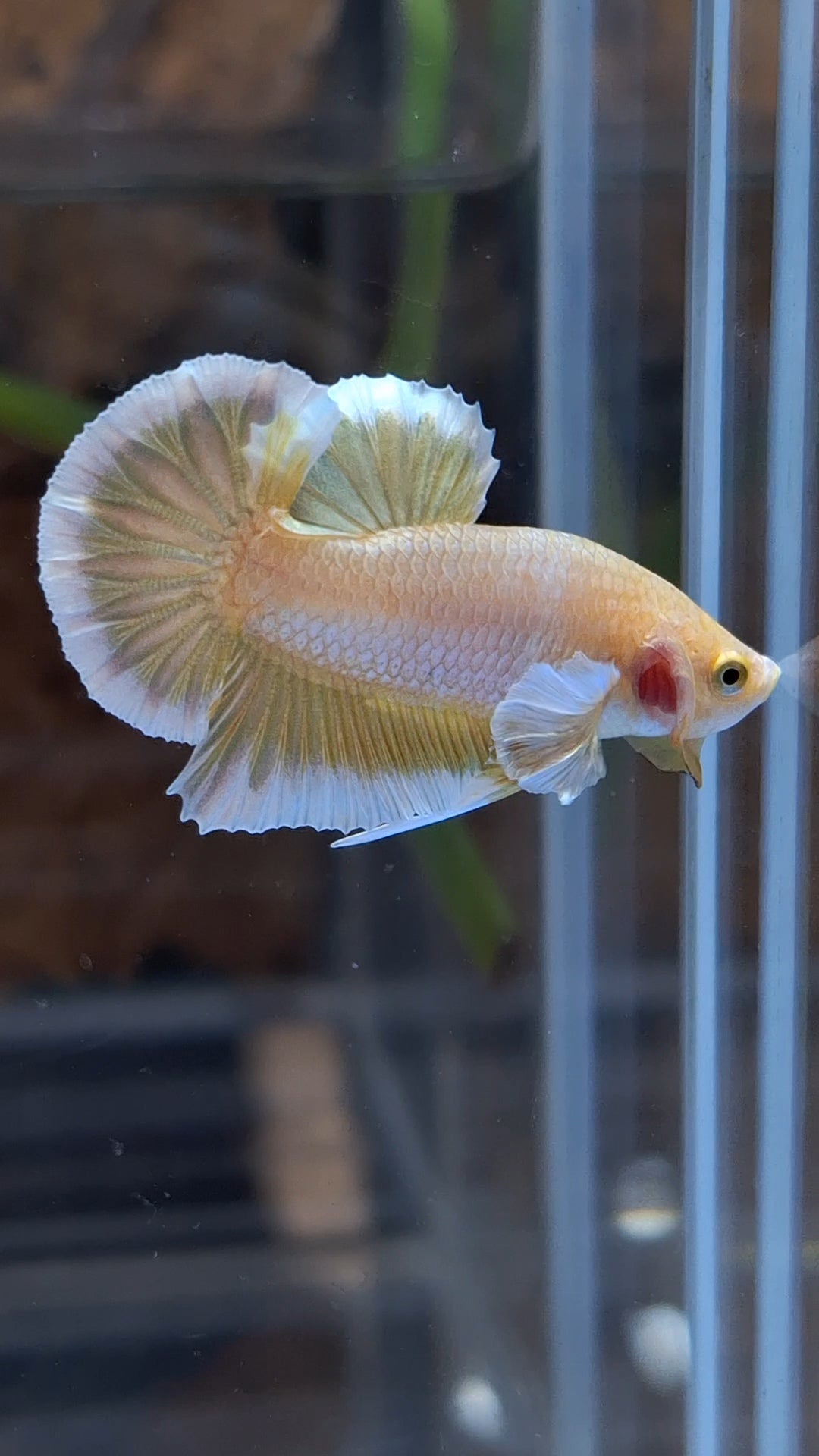 Gold Big Ear Butterfly Plakat Betta Fish Male