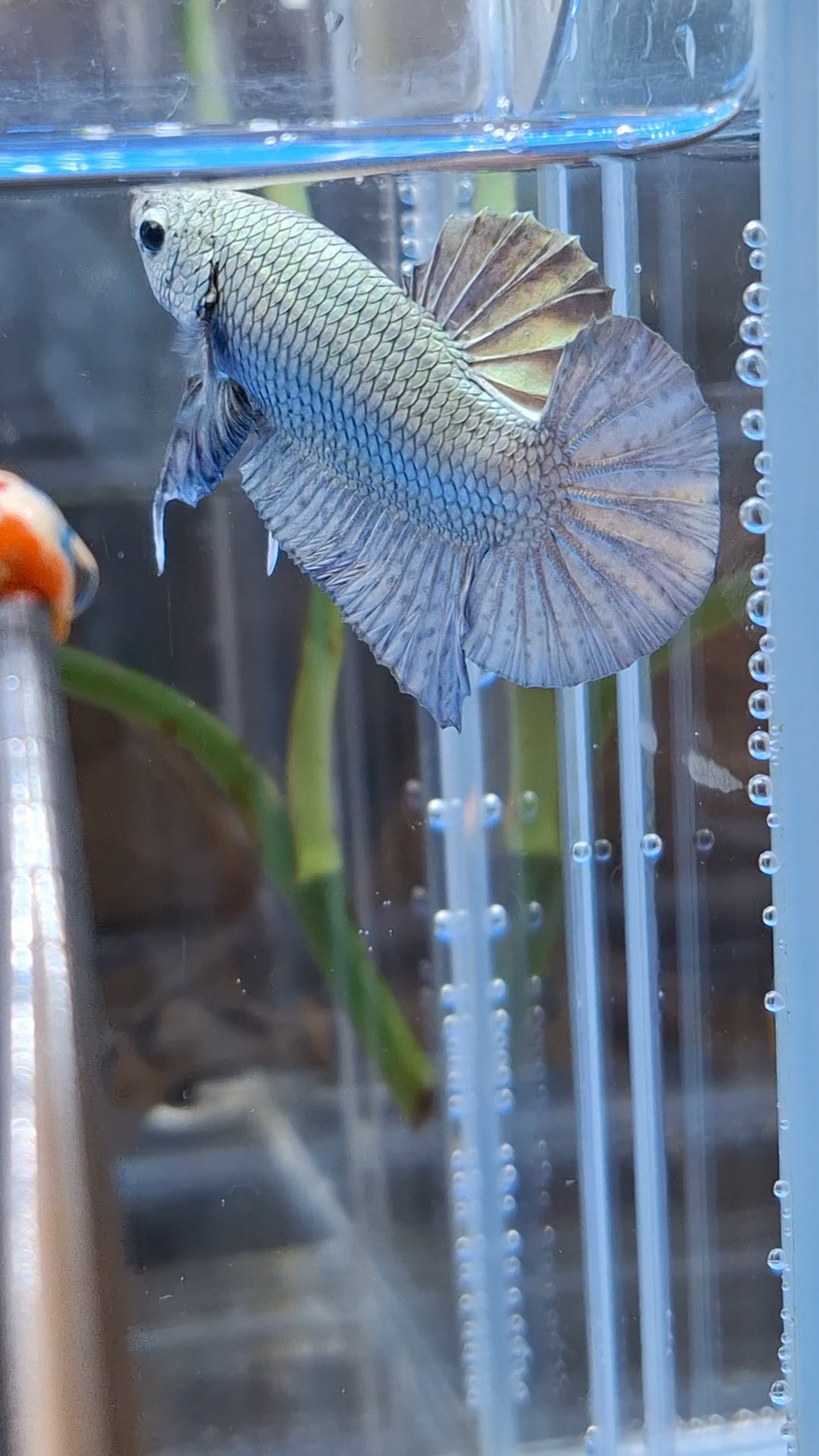 Copper Solid Size Large Plakat HMPK Betta Fish Male
