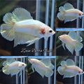Junior Gold Double Tail Plakat DTPK HMPK Betta Fish Male