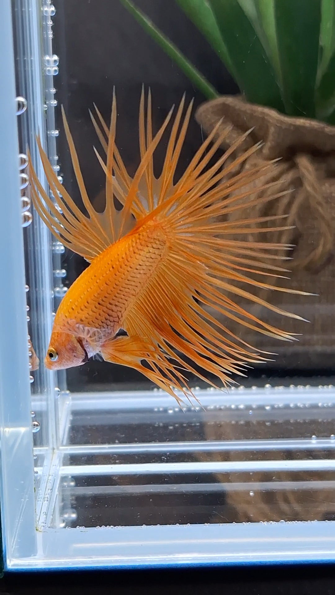 Crowntail Orange Pineapple Betta Fish Male