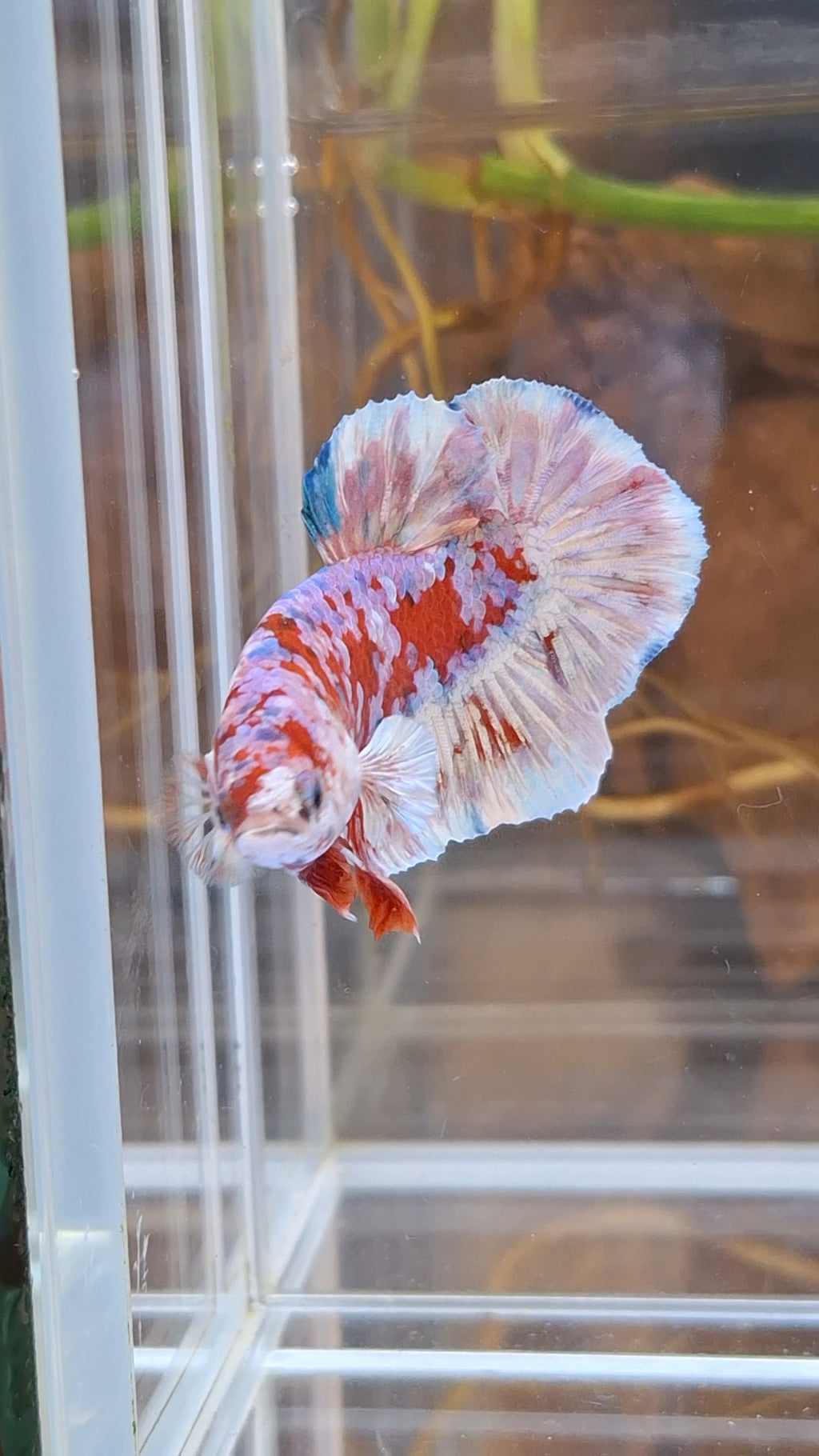 Barongsai Plakat HMPK Betta Fish Male