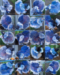 Premium Halfmoon Dumbo Ear Blue Butterfly 10 Fish Wholesale Random Betta Fish Male
