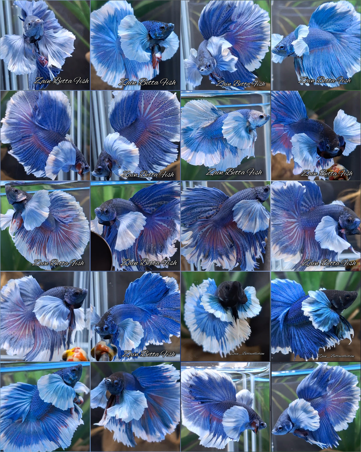 Premium Halfmoon Dumbo Ear Blue Butterfly 10 Fish Wholesale Random Betta Fish Male