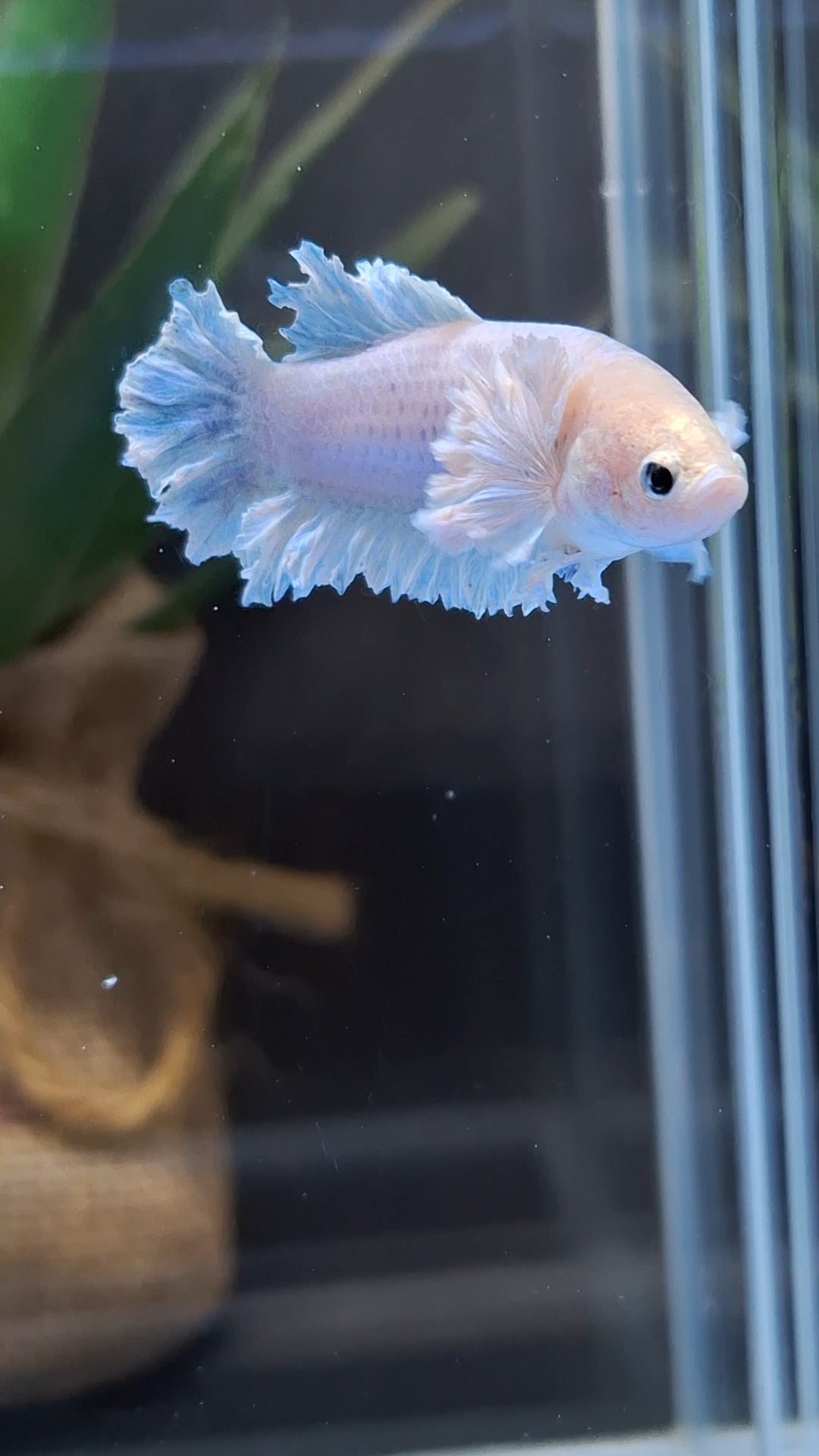 King Feathertail Rose Dumbo Ear Female Betta Fish For Sorority / Breed