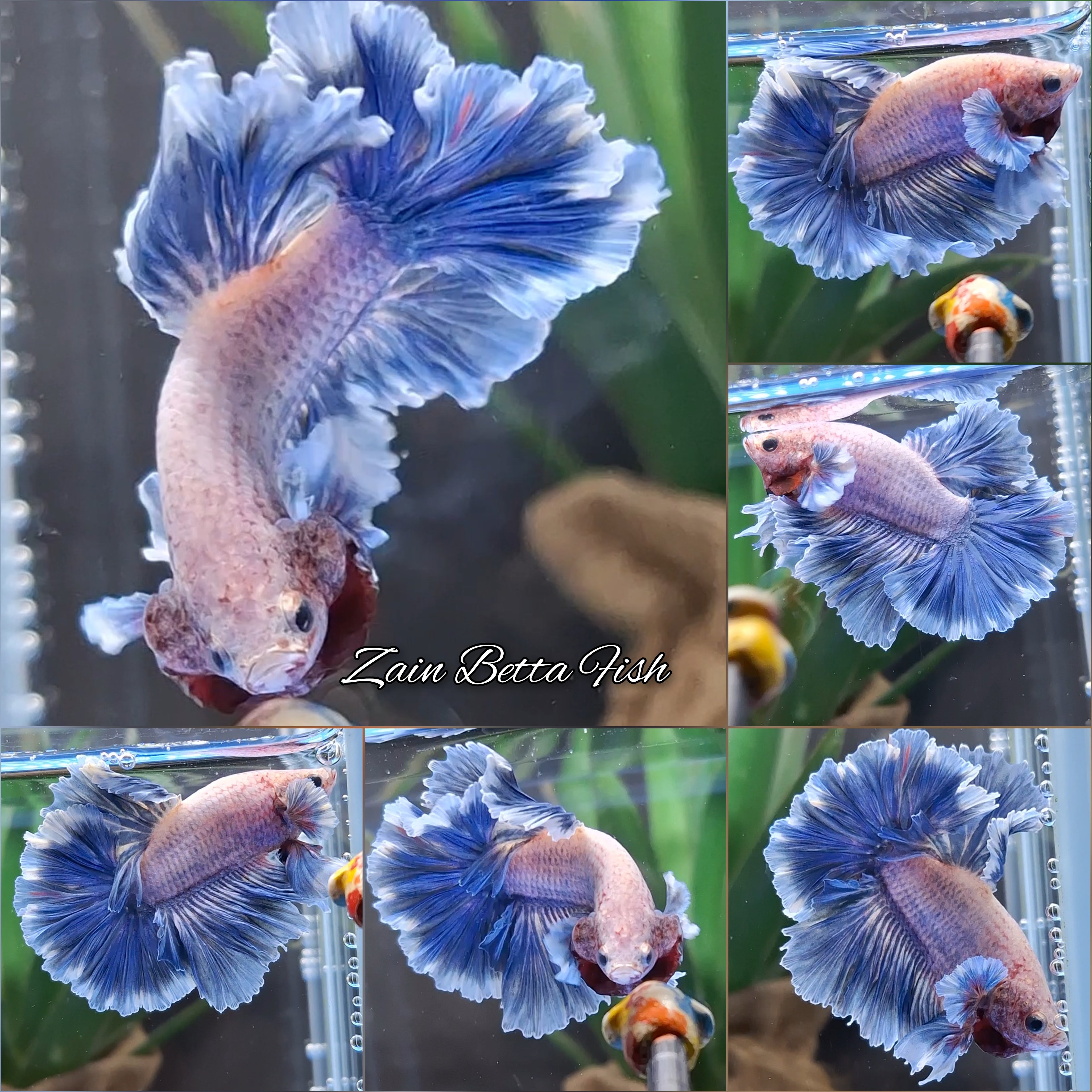 King Feathertail Dumbo Grizzle Betta Fish Male