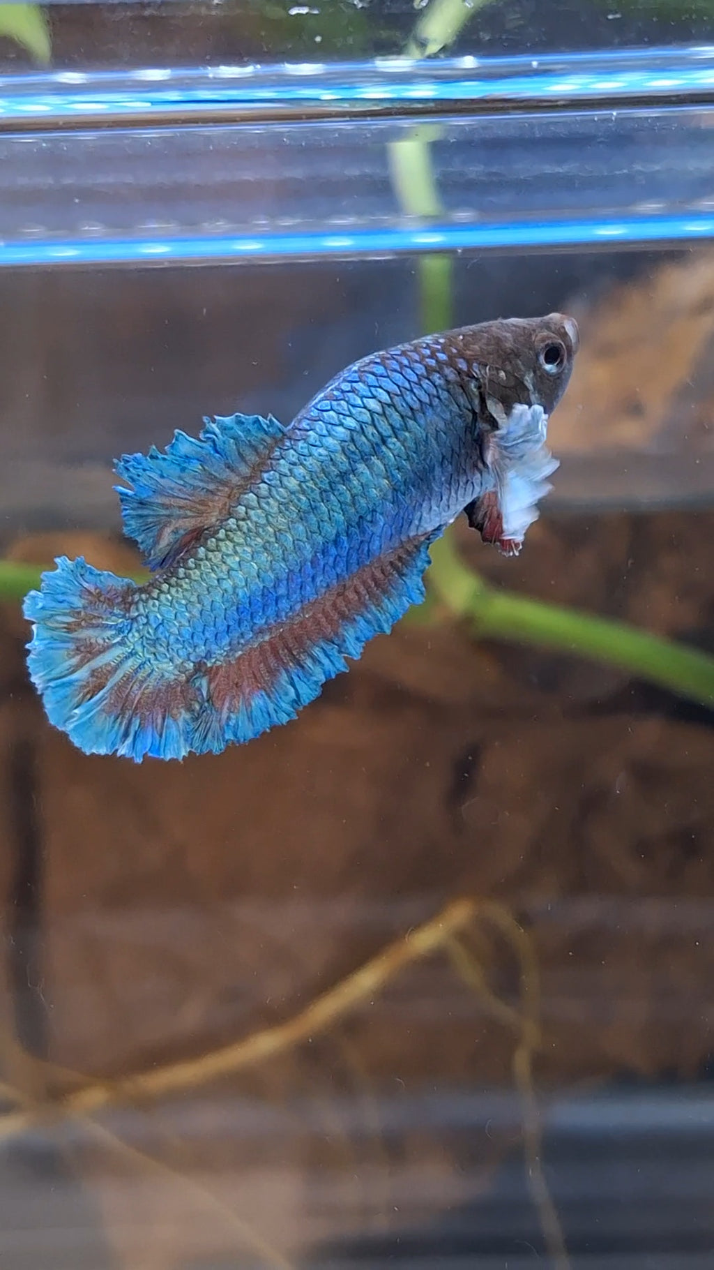 King Feathertail Rose Dumbo Ear Green Turquoise Female Betta Fish For Sorority / Breed