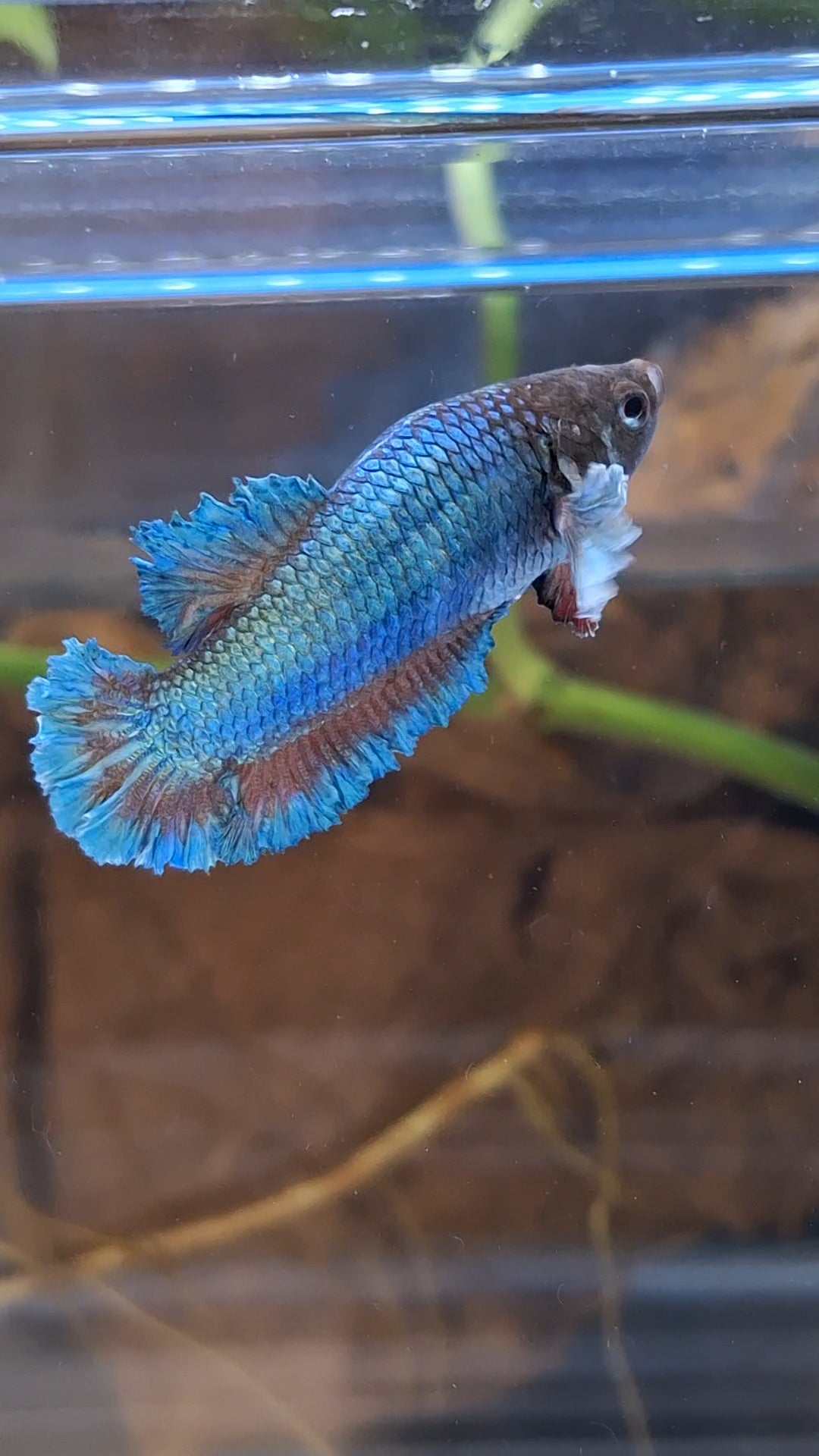 King Feathertail Rose Dumbo Ear Green Turquoise Female Betta Fish For Sorority / Breed