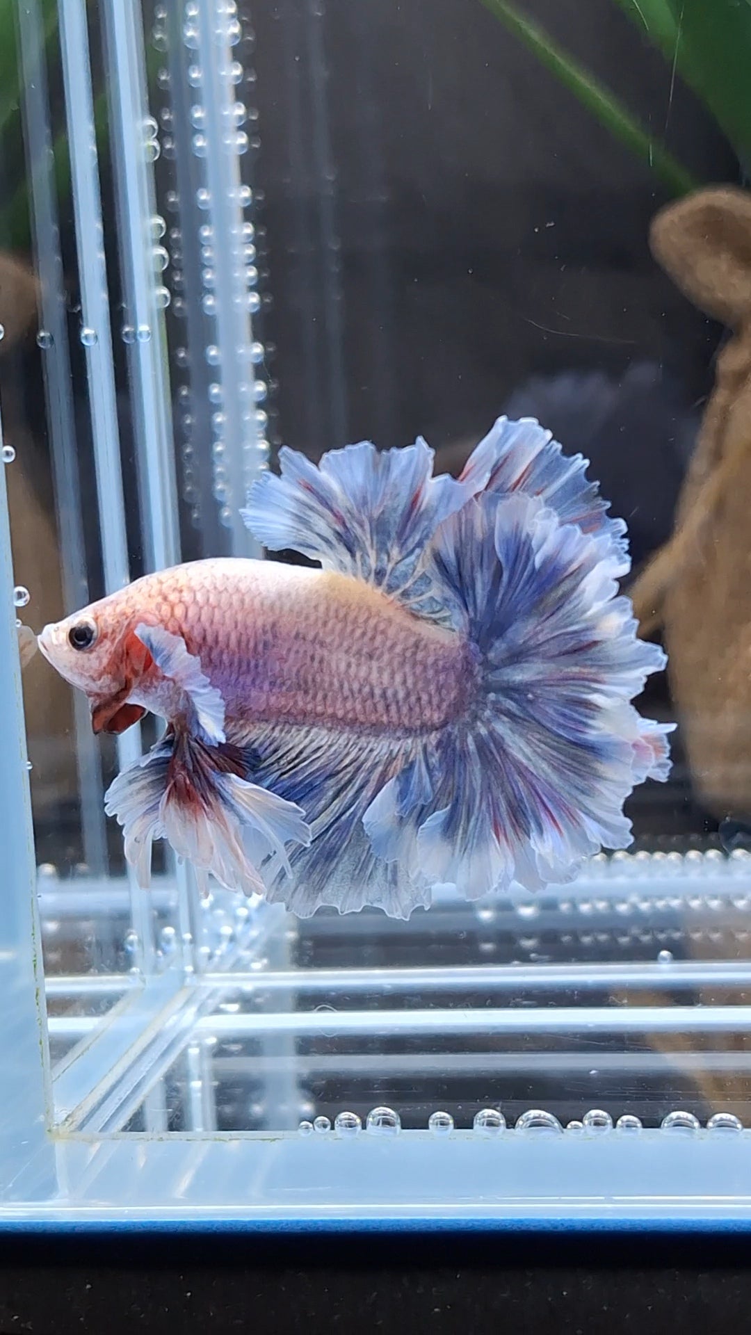 King Feathertail Dumbo Ear Grizzle Butterfly Betta Fish Male