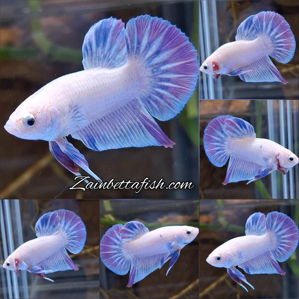 Hologram Aurora Pink Purple Plakat HMPK Rare Betta Fish Male