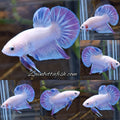 Hologram Aurora Pink Purple Plakat HMPK Rare Betta Fish Male
