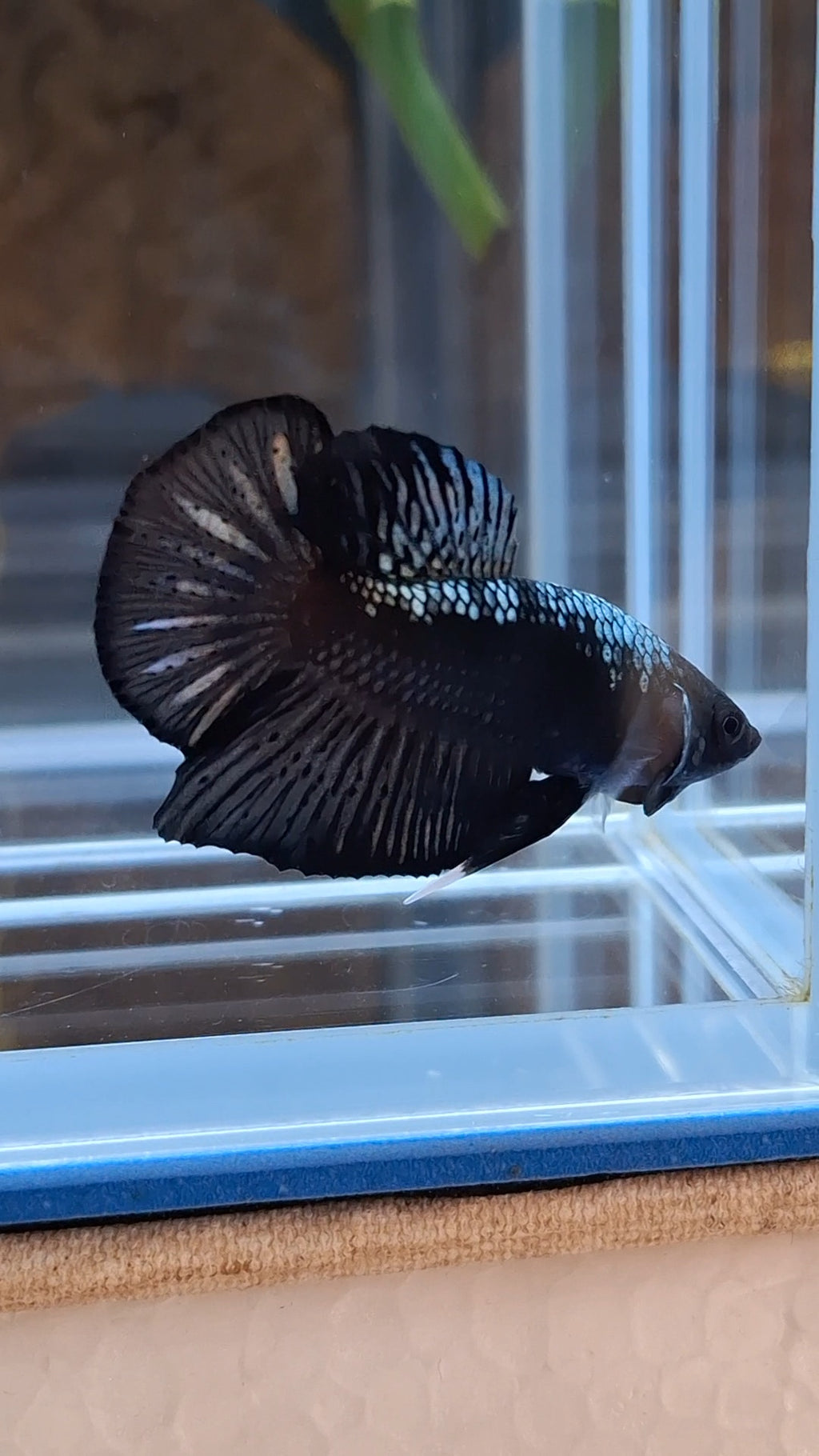 Samurai Plakat HMPK Betta Fish Male