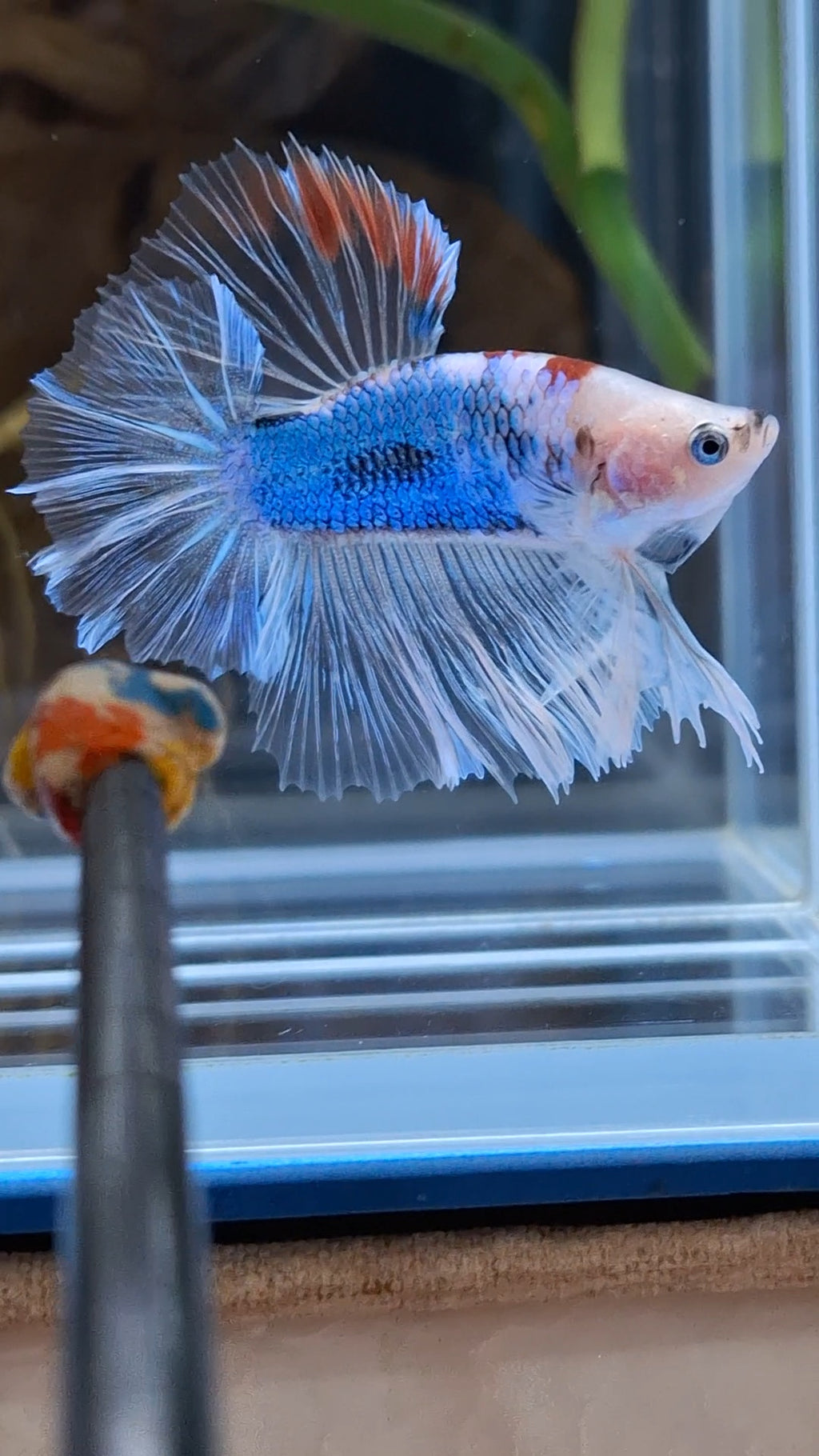 Halfmoon King Feathertail Monkay Face Fancy Rare Betta Fish Male