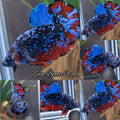 Avatar Bluestar Nebula HMPK Betta Fish Male