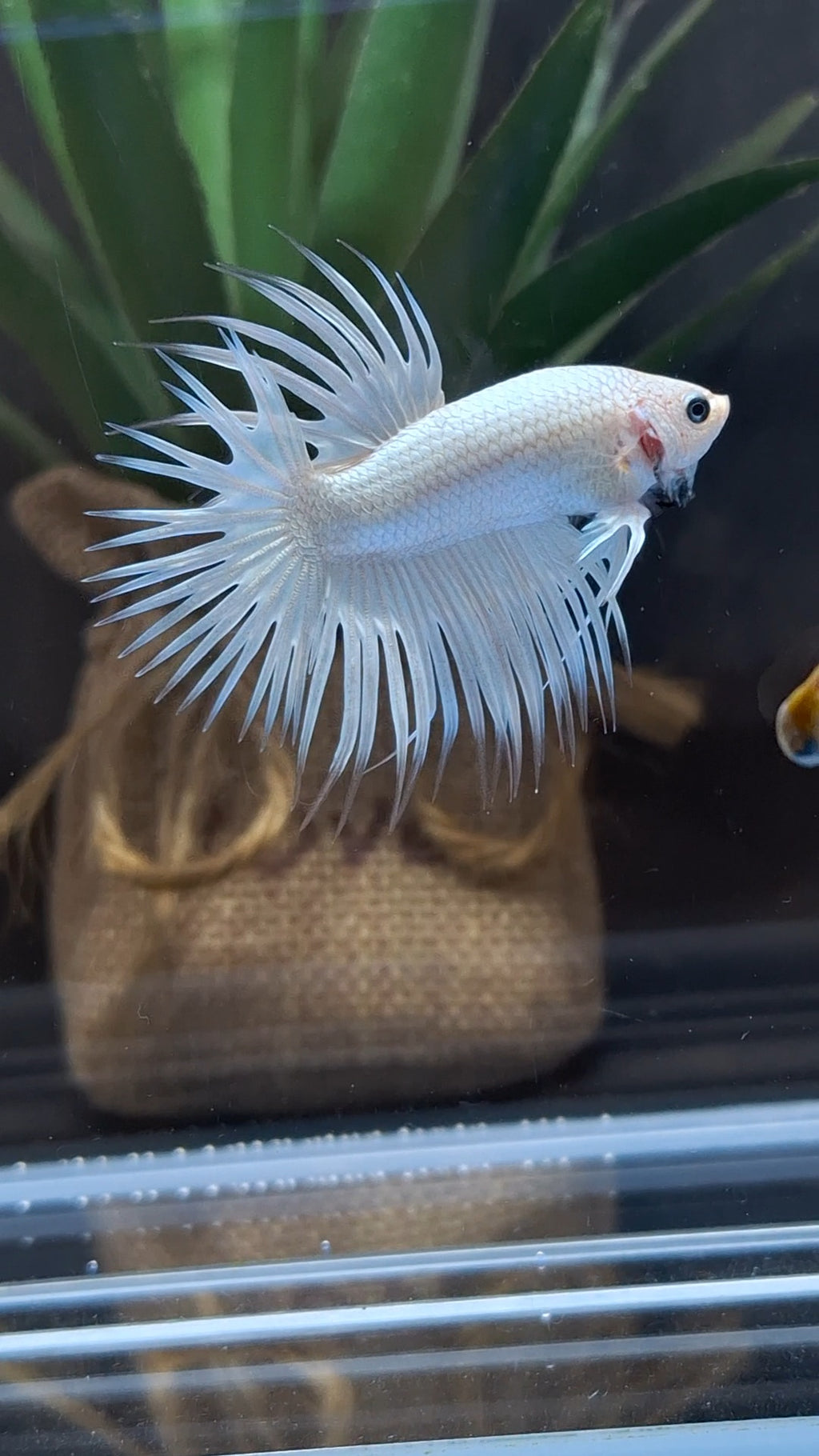 Premium Crowntail White Platinum Betta Fish Male