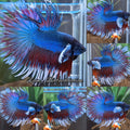 Crowntail Super Dumbo Ear Rare Betta Fish Male