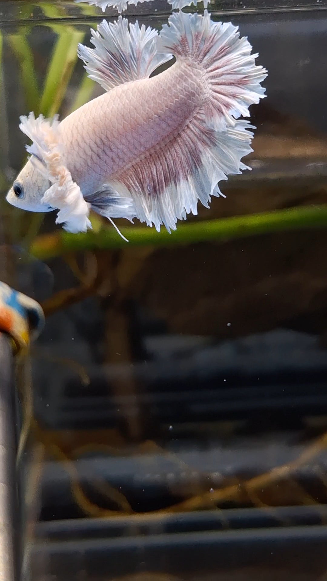 King Feathertail Rose Dumbo Ear Plakat HMPK Rare Betta Fish Male