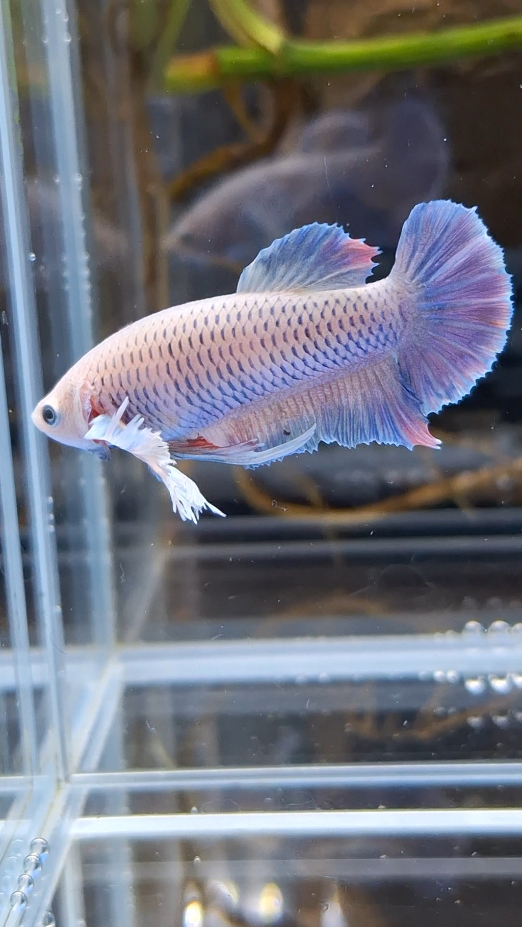 Dumbo Ear Halfmoon Purple Rainbow Female Betta Fish For Sorority / Breed
