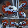 Snow Red Mamba Butterfly Halfmoon Betta Fish Male