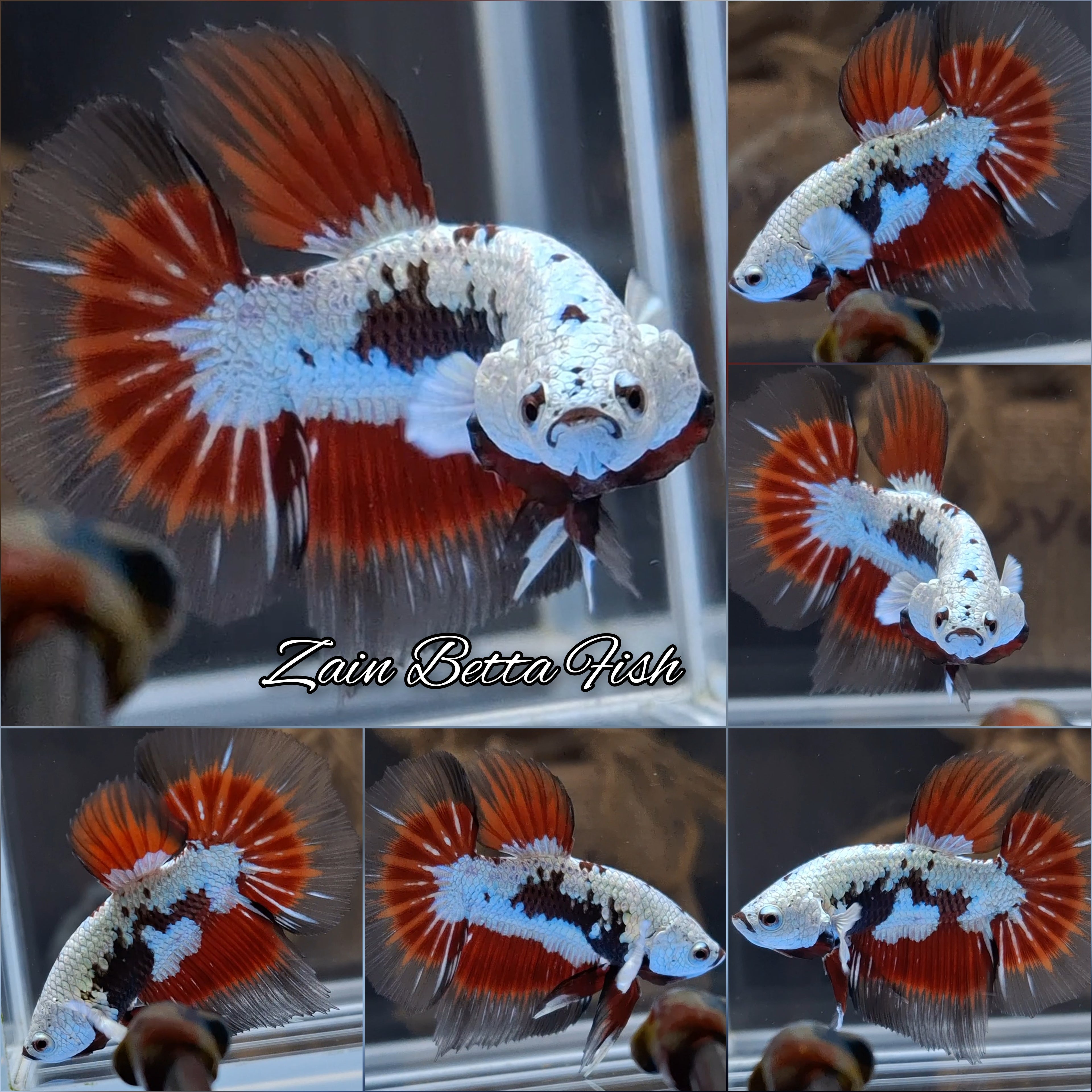 Snow Red Mamba Butterfly Halfmoon Betta Fish Male