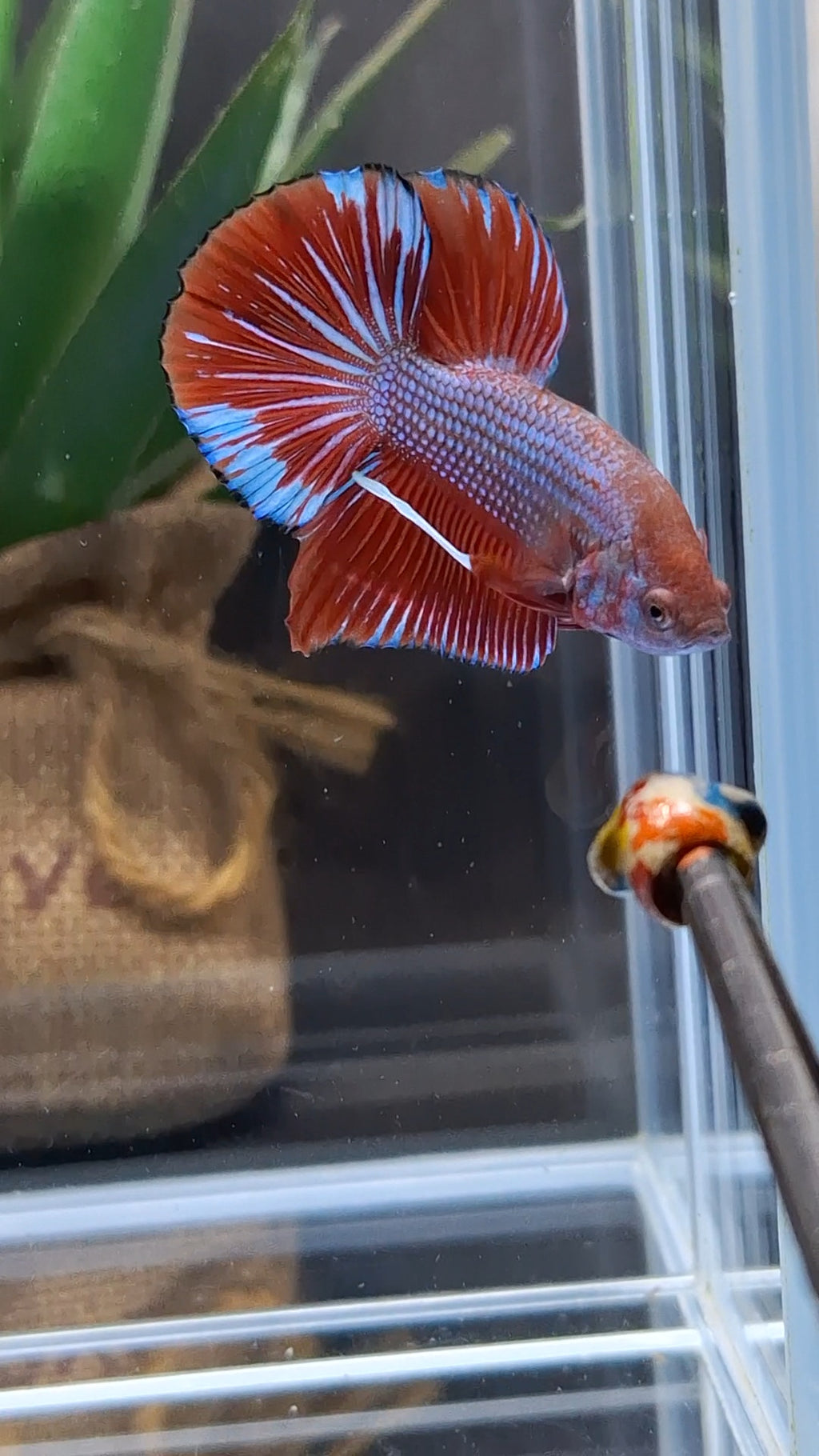 Big Tail HMPK Betta Fish Male