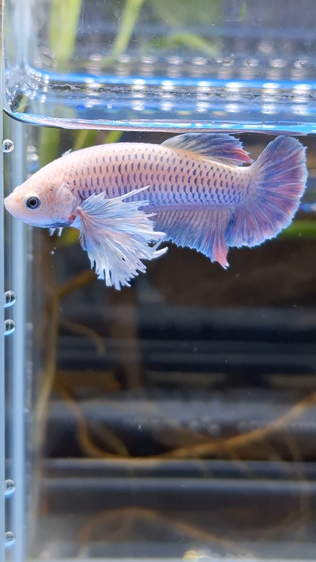 Dumbo Ear Halfmoon Purple Rainbow Female Betta Fish For Sorority / Breed