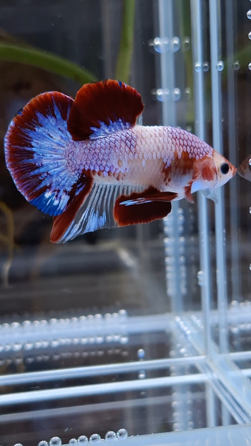 Purple Unique Color AOC Rare Plakat HMPK Betta Fish Male