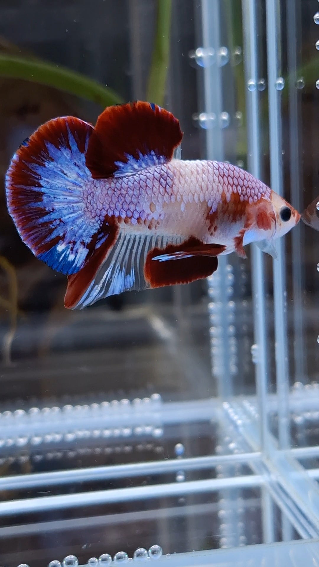 Purple Unique Color AOC Rare Plakat HMPK Betta Fish Male