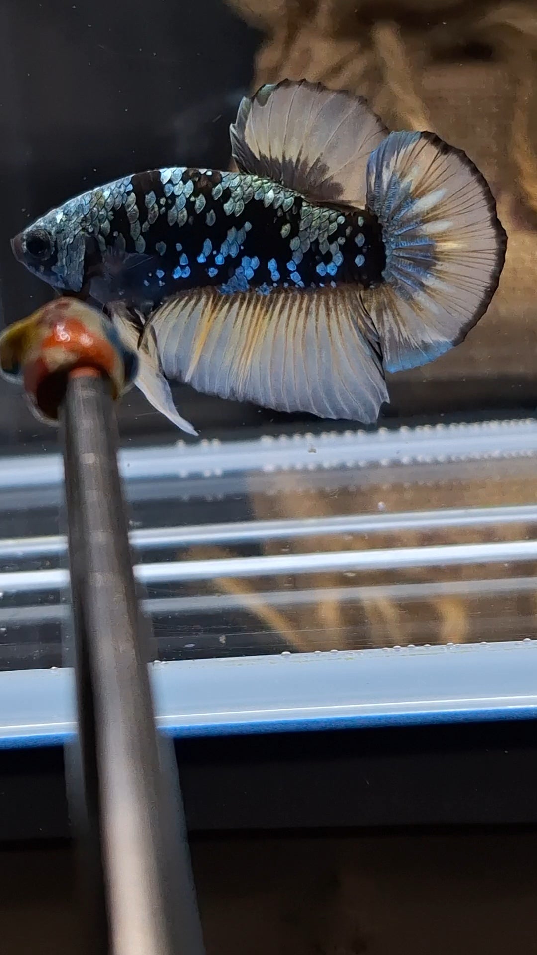 Yellow Copper Gold Avatar Plakat HMPK Betta Fish Male