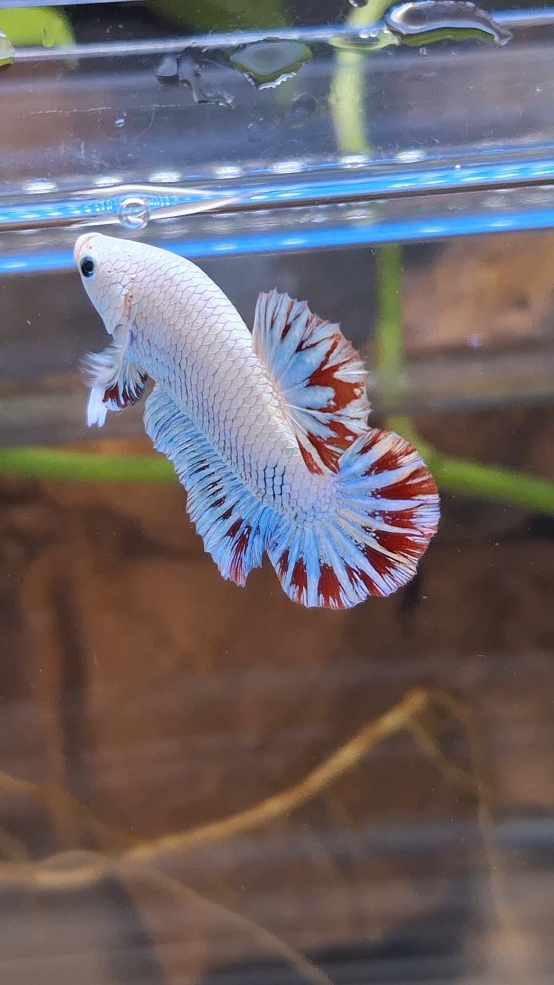 Red Dragon Snow Plakat HMPK Betta Fish Male
