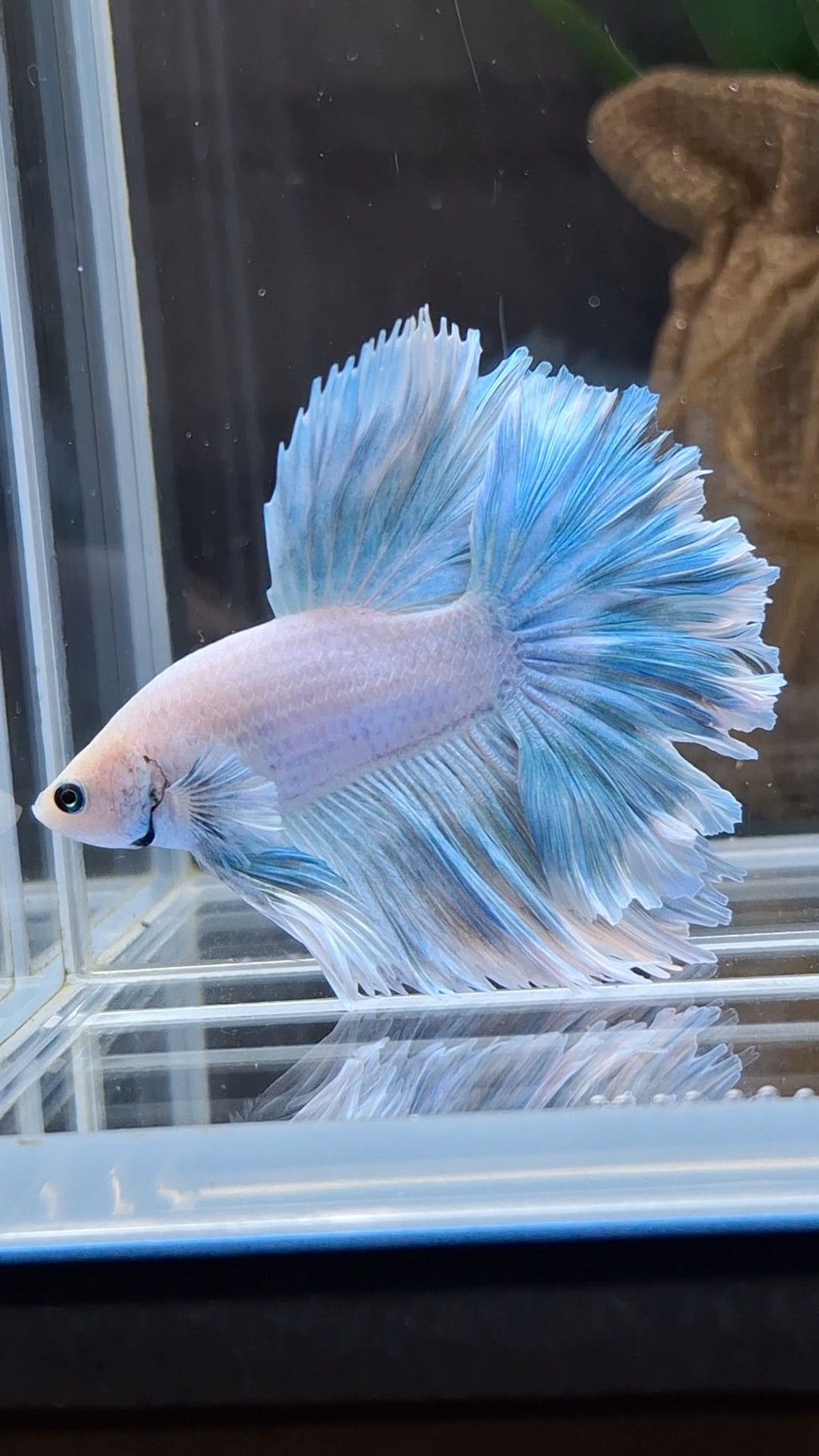 Over Halfmoon Feathertail Blue Sky Aurora Betta Fish Male