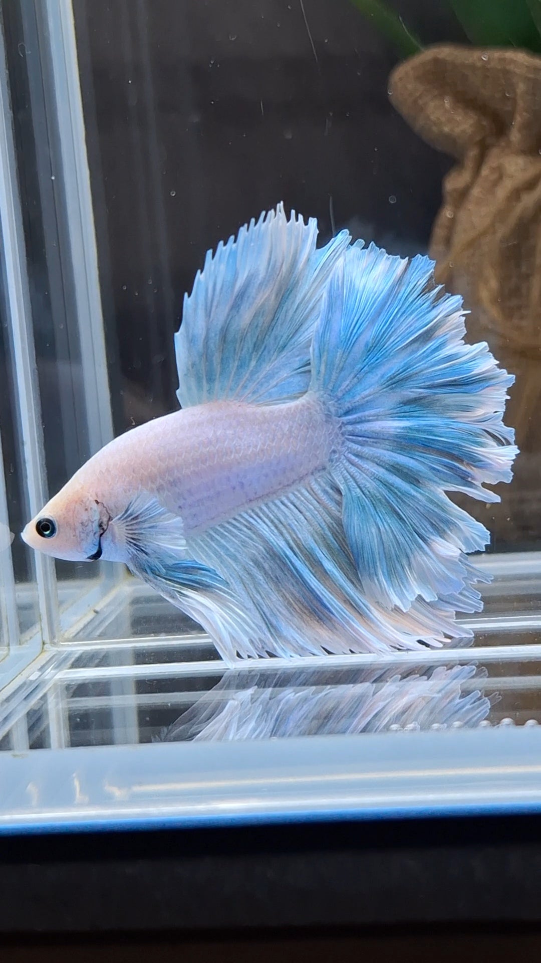 Over Halfmoon Feathertail Blue Sky Aurora Betta Fish Male