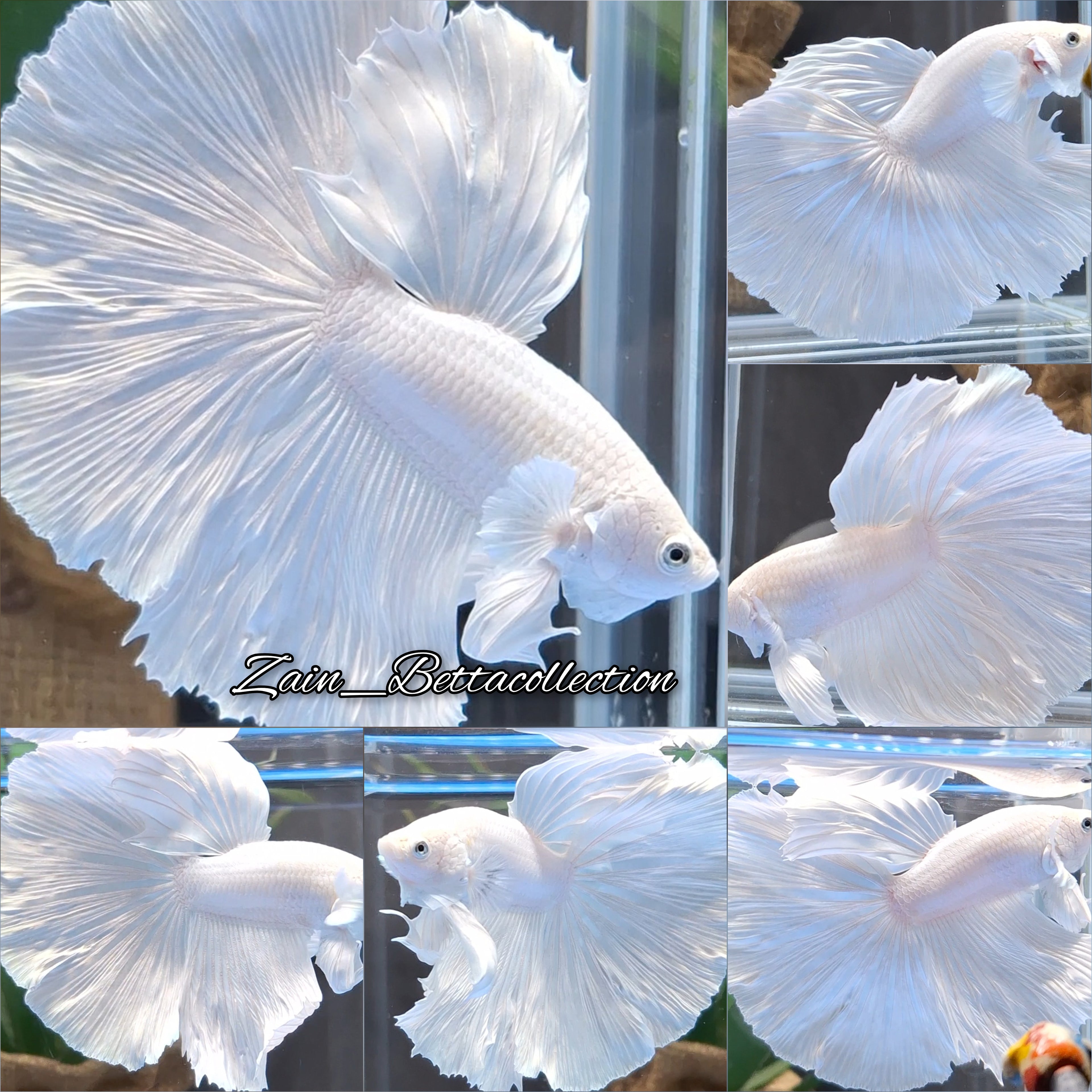 OHM Halfmoon White Platimum Betta Fish Male