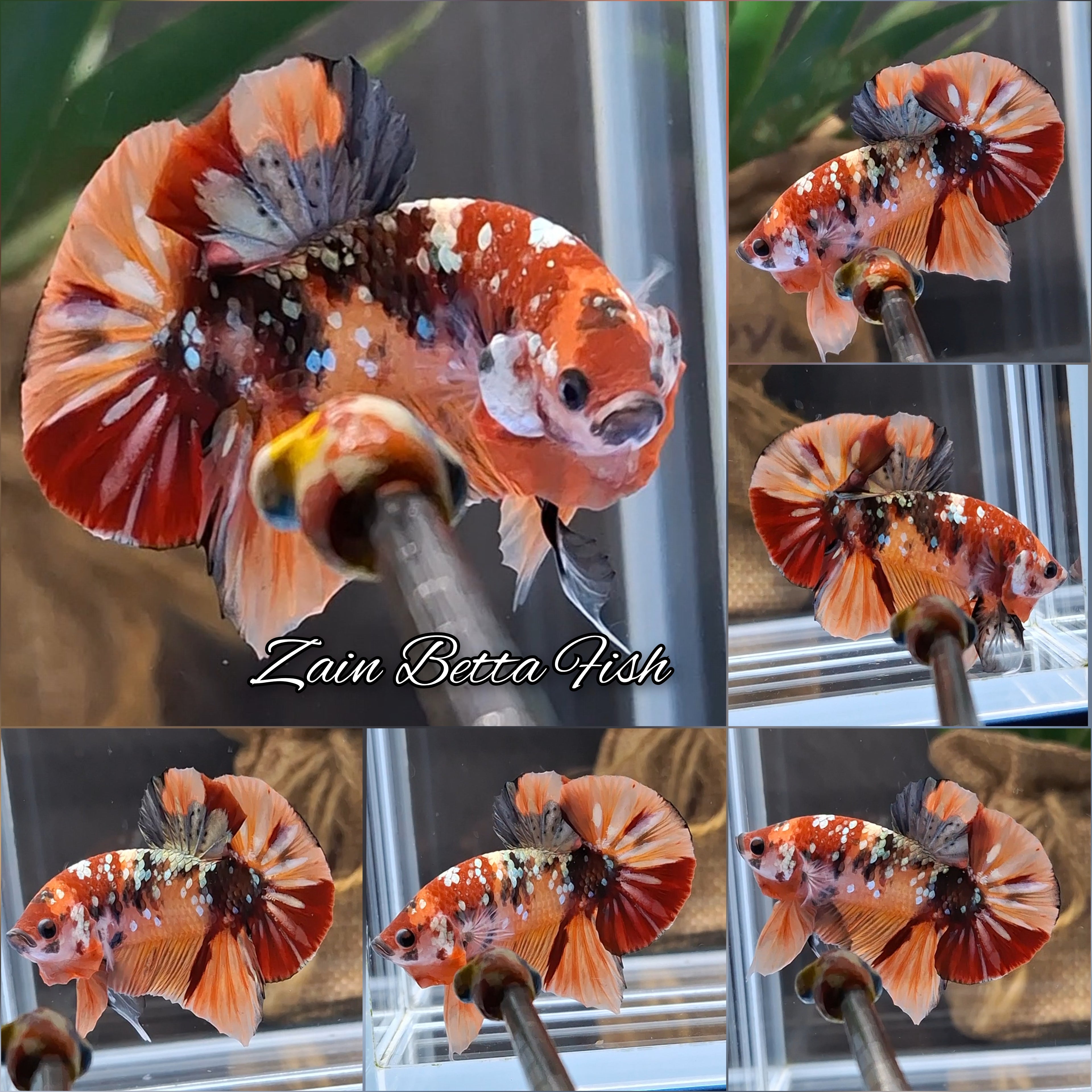 Candy Koi Copper HMPK Betta Fish Male