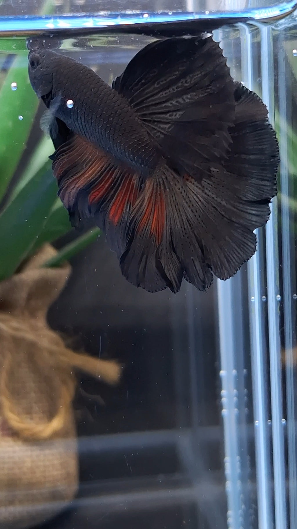 Halfmoon Rosetail Black Vampire Fire Premium Betta Fish Male