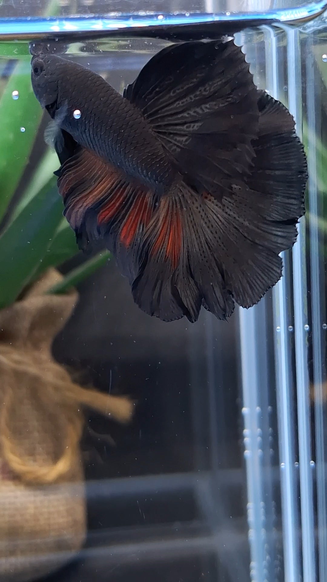 Halfmoon Rosetail Black Vampire Fire Premium Betta Fish Male