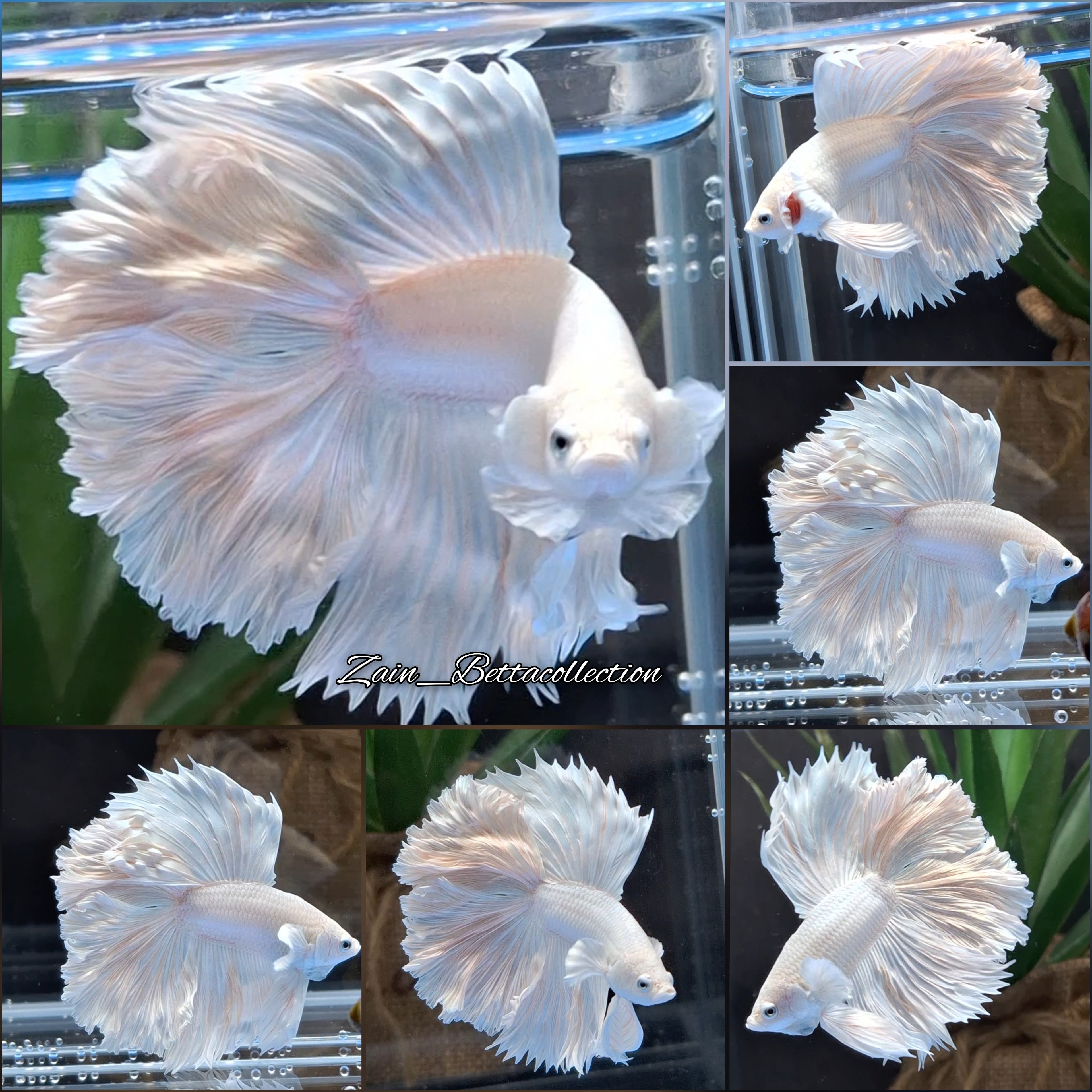 Double Tail Halfmoon Rosetail White Platimum Betta Fish Male