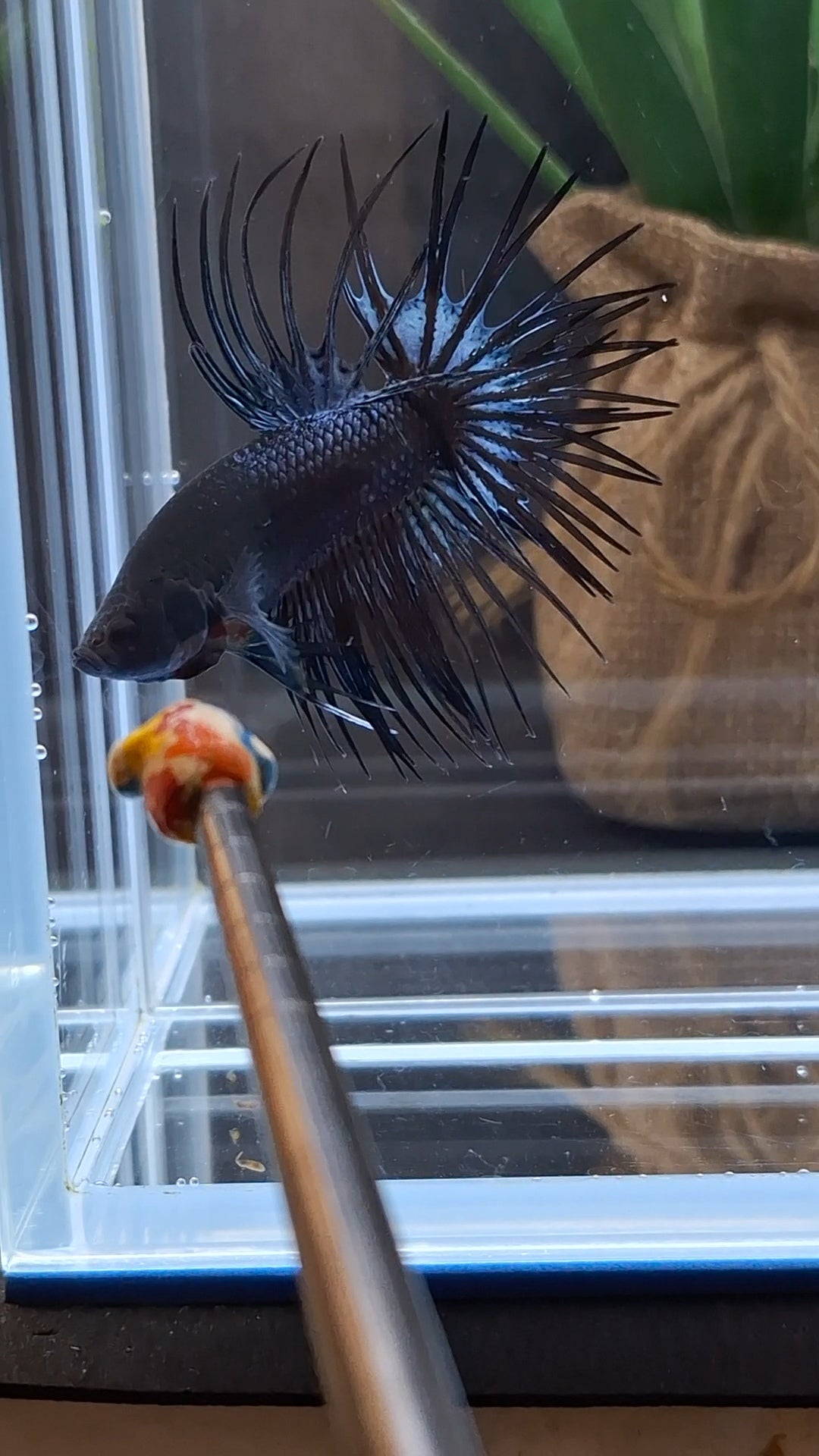Crowntail Black Orchid Betta Fish Male