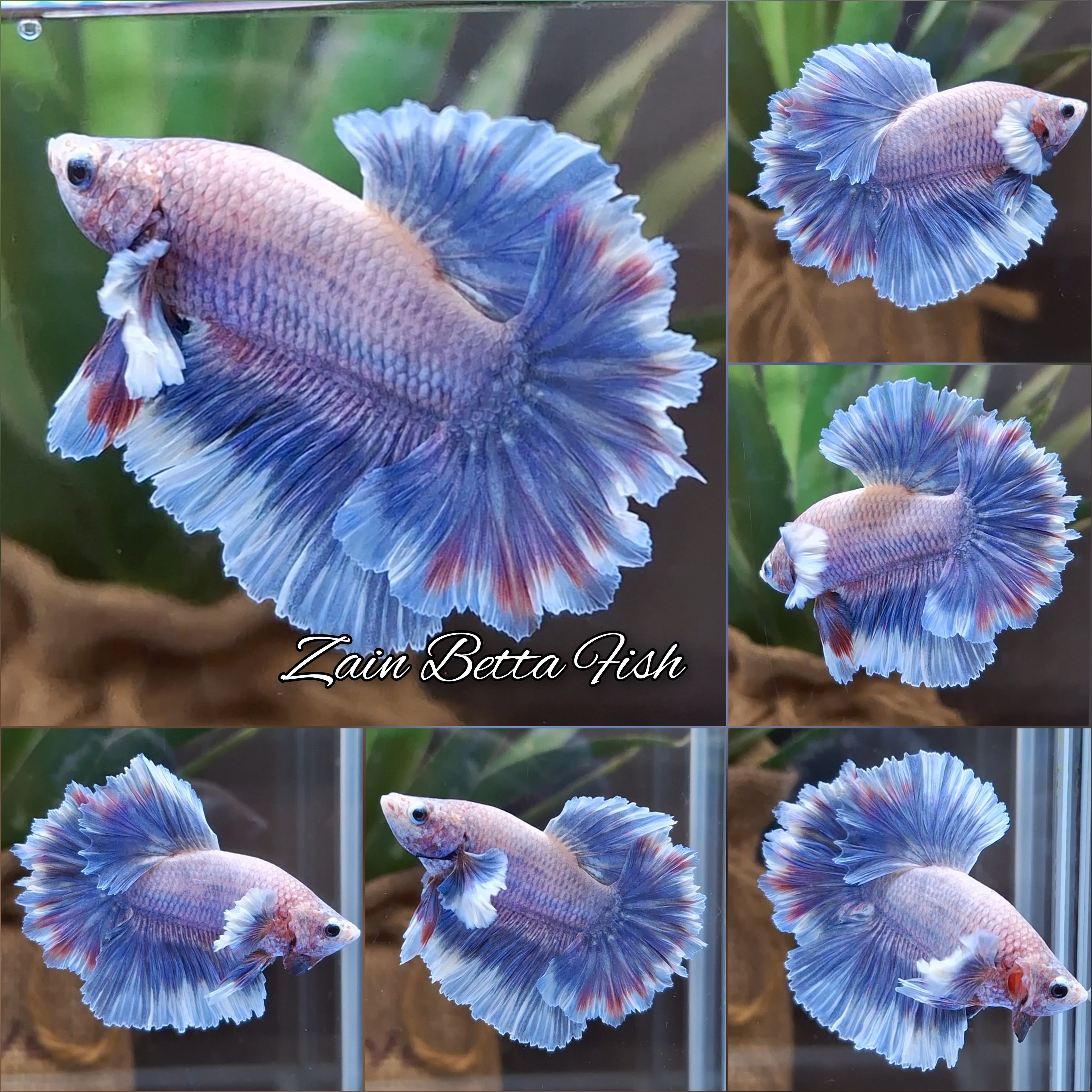 King Feathertail Dumbo Ear Grizzle Butterfly Purple Wash Betta Fish