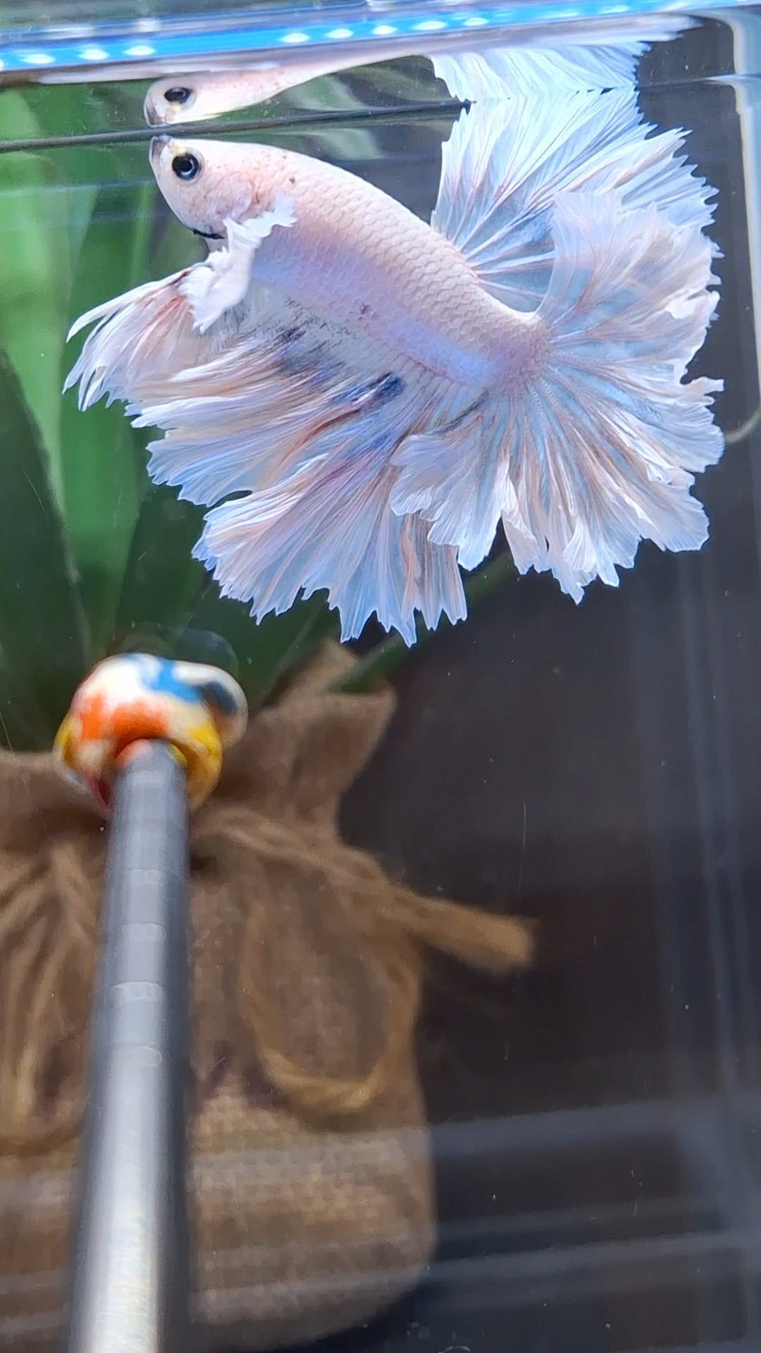 King Feathertail Dumbo Ear Sky Hawk Rare Betta Fish Male