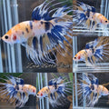 Crowntail Yellow Koi Polkadot Blue Betta Fish Male