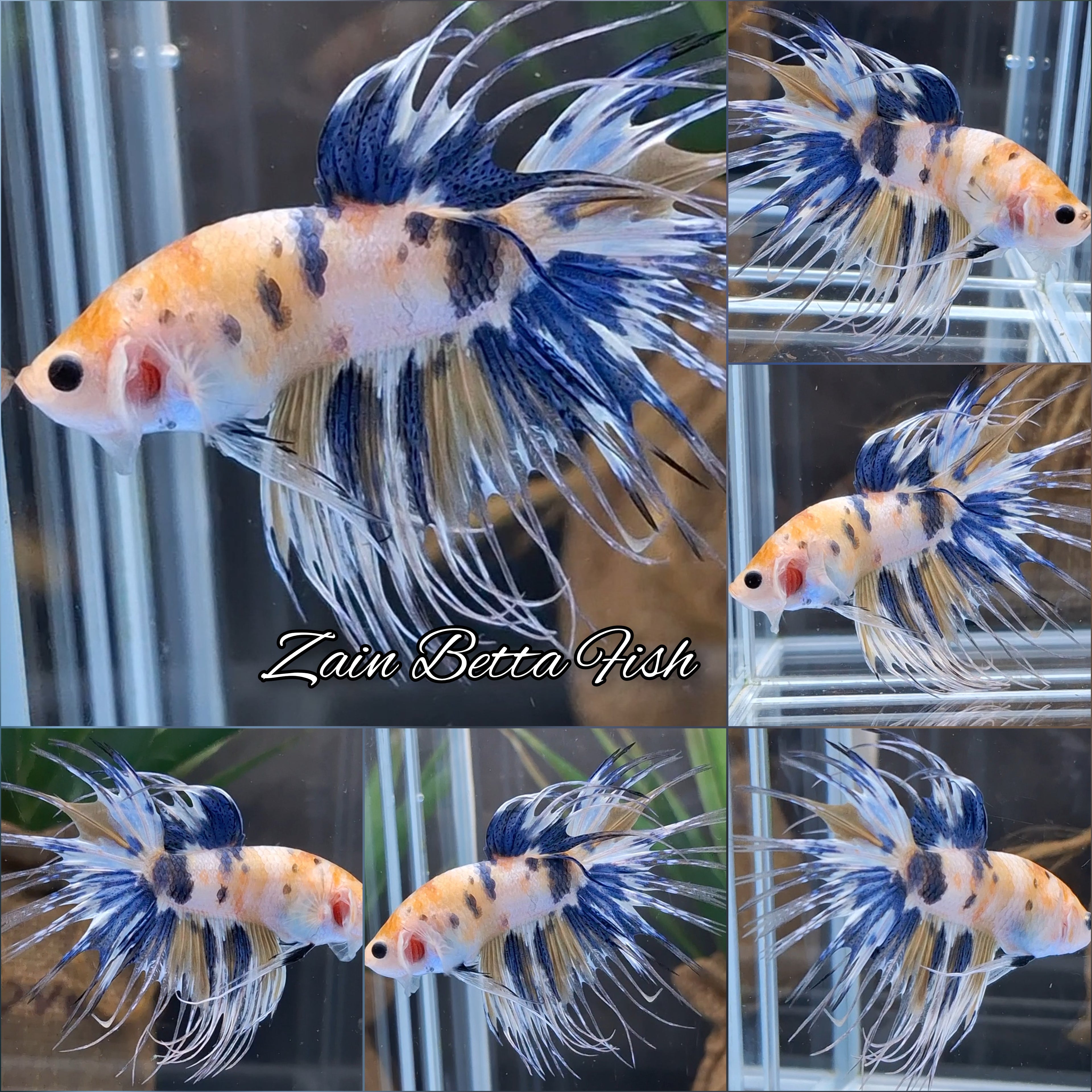 Crowntail Yellow Koi Polkadot Blue Betta Fish Male