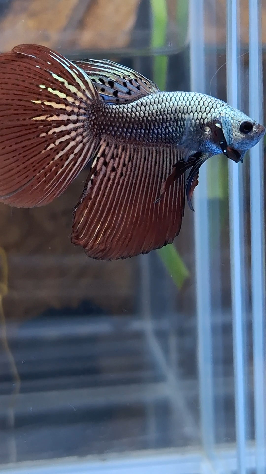 Halfmoon Rare Alien Copper Wild Betta Fish Male