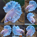 King Feathertail Blue Sky Betta Fish Male
