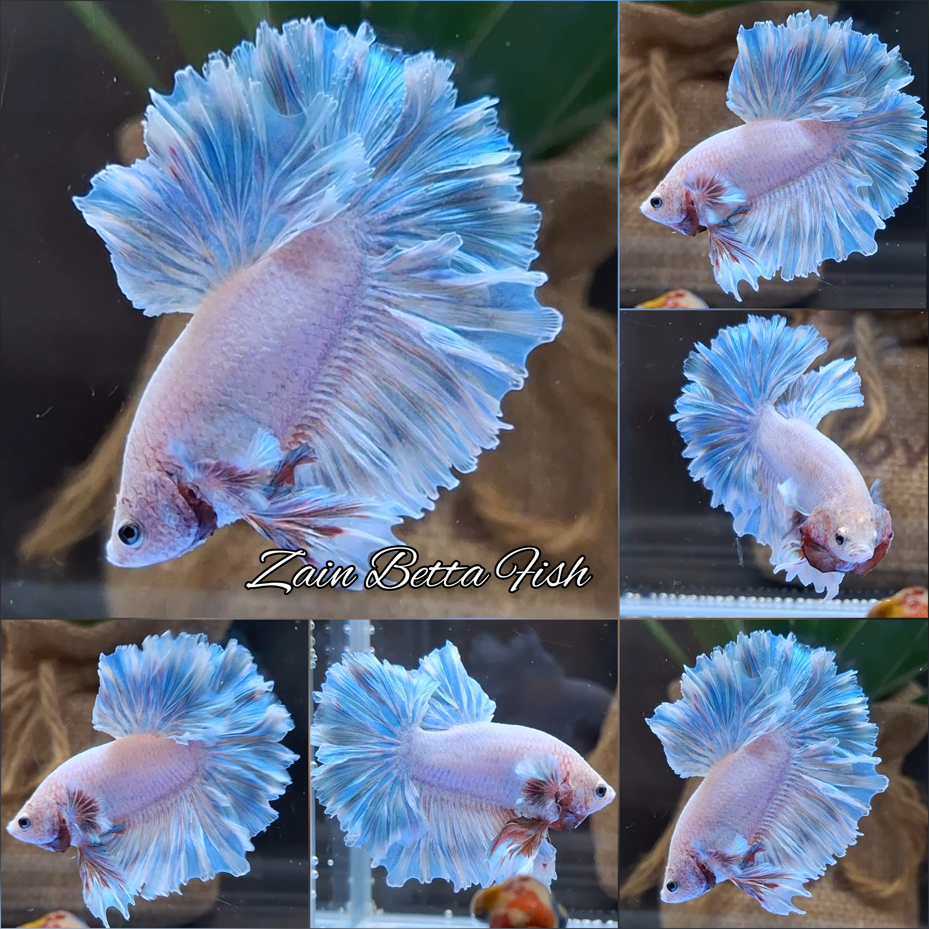 King Feathertail Blue Sky Betta Fish Male