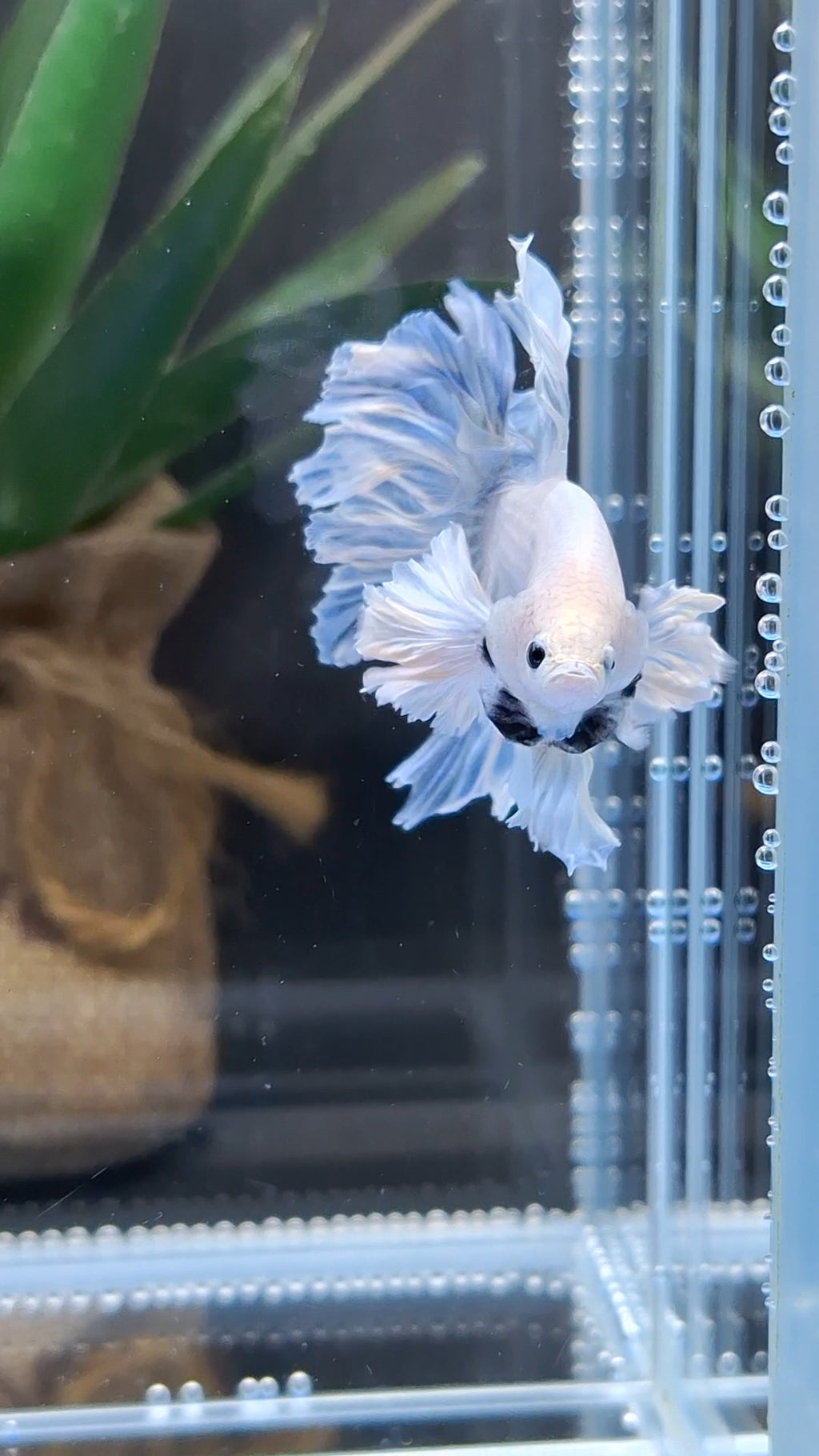 Halfmoon Feathertail Dumbo Ear Blue Sky Betta Fish Male