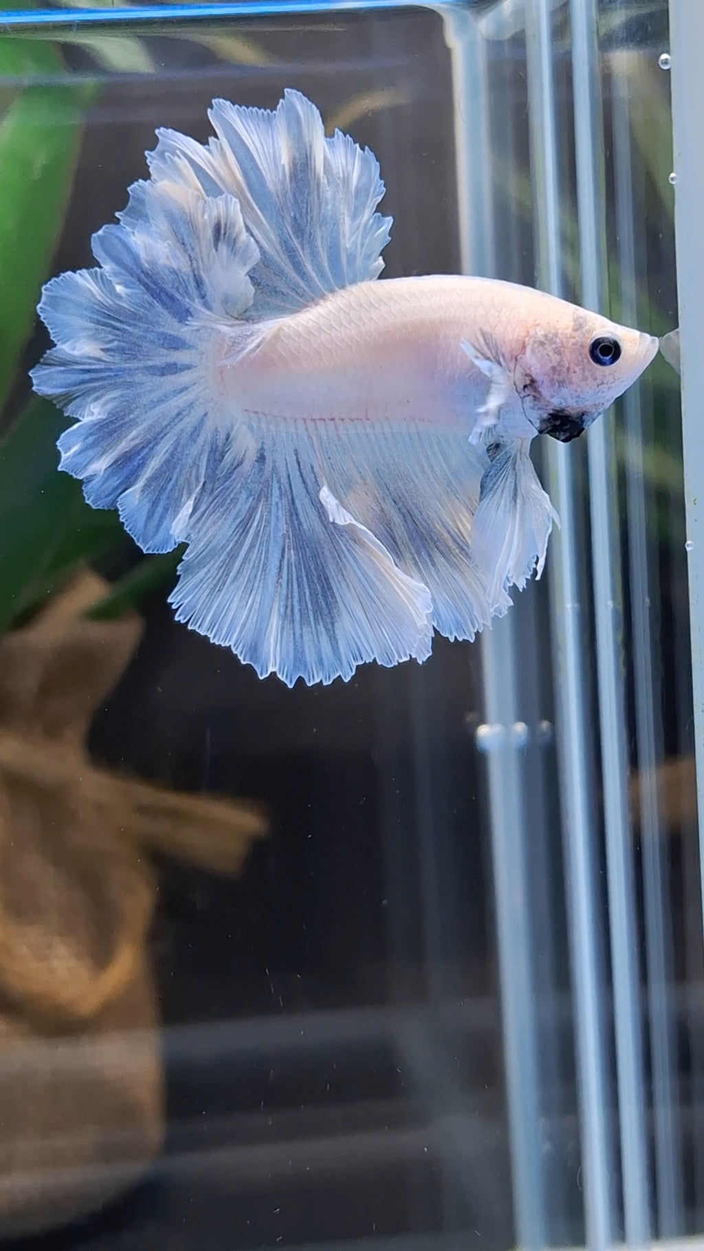 King Feathertail Pastel Blue Sky Betta Fish Male