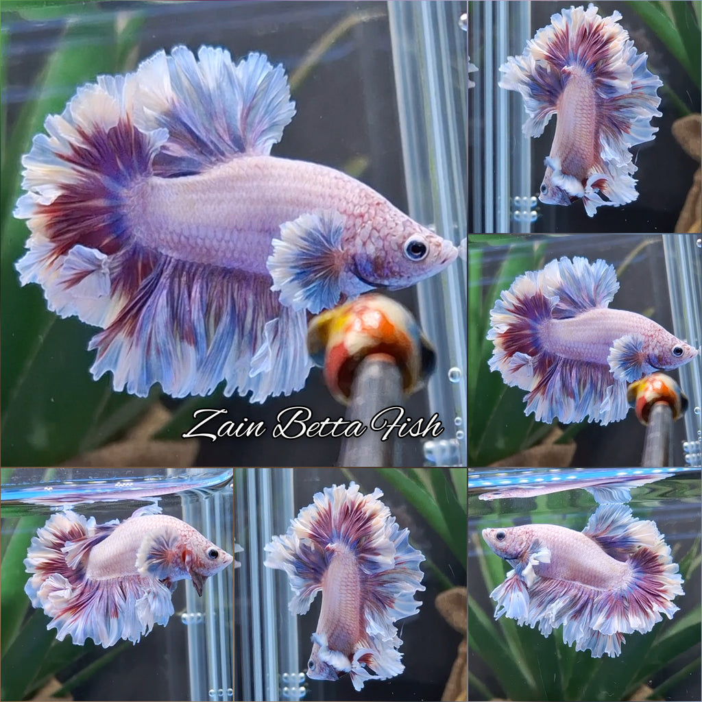 King Feathertail Dumbo Pink Purple Betta Fish Male
