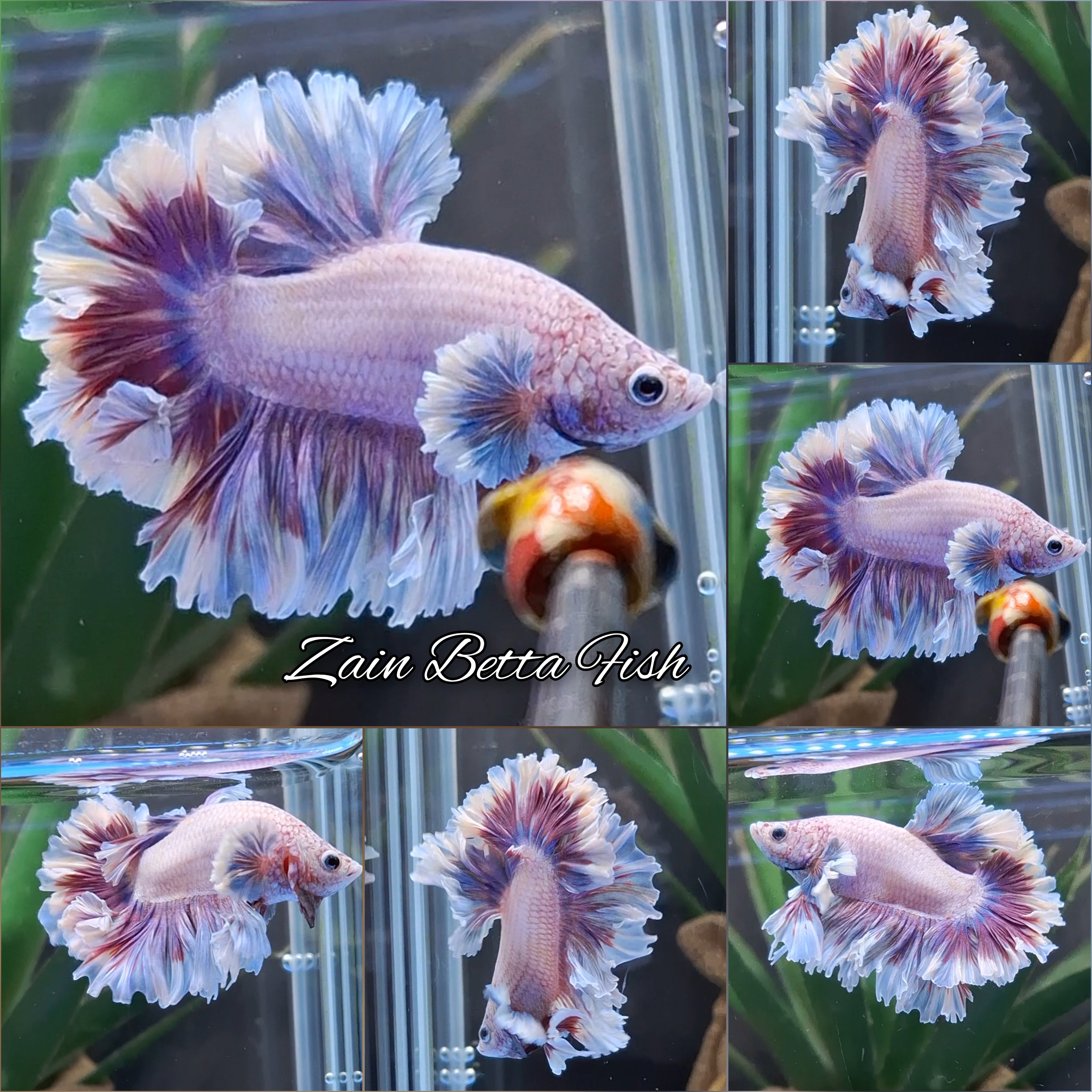 King Feathertail Dumbo Pink Purple Betta Fish Male